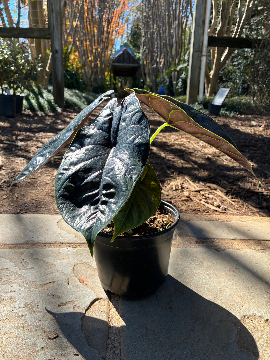 Green Unicorn Alocasia