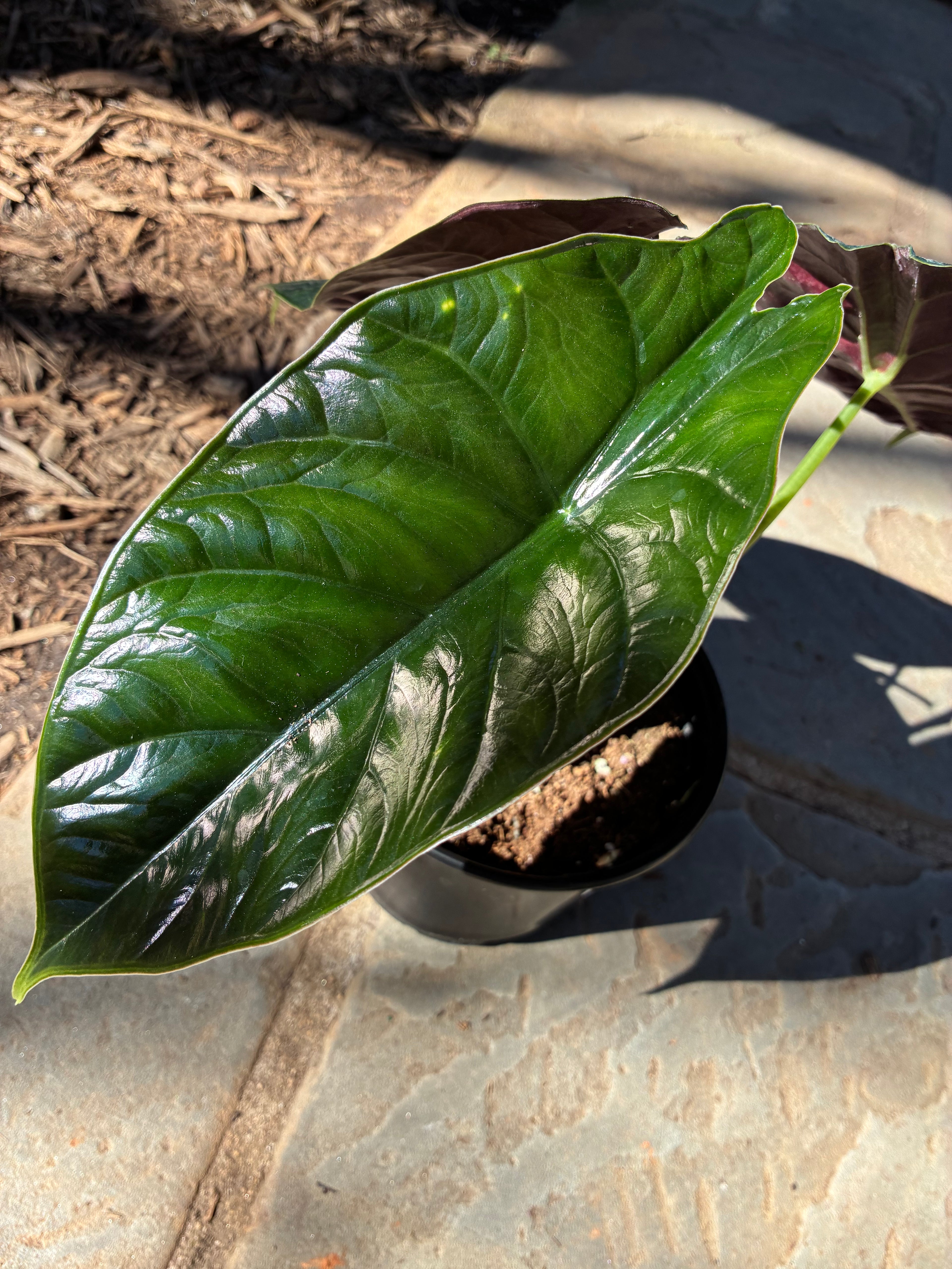 Green Unicorn Alocasia