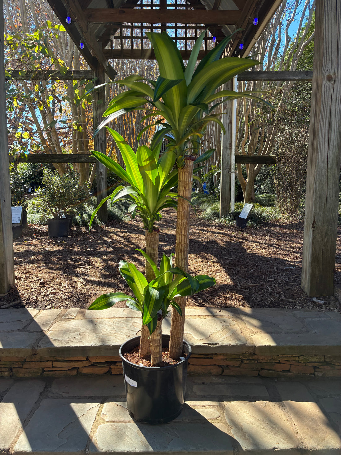 Dracaena Corn Plant 3-2-1