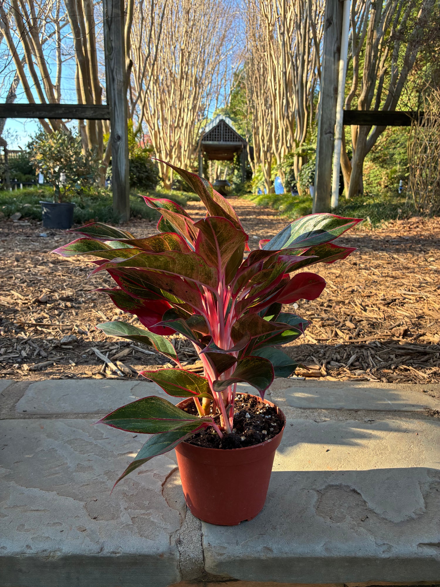 Creta Aglaonema