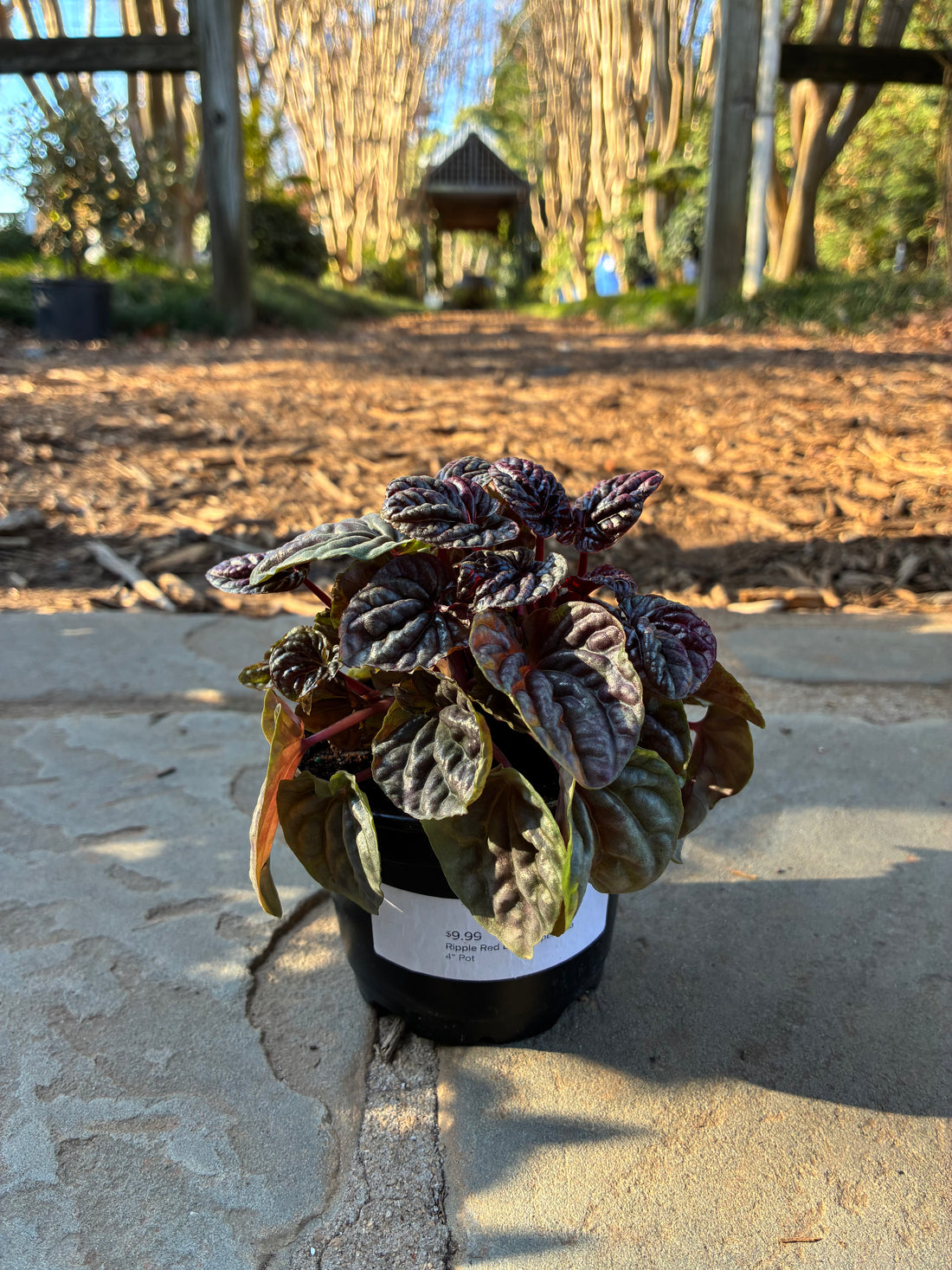 Ripple Red Luna Peperomia