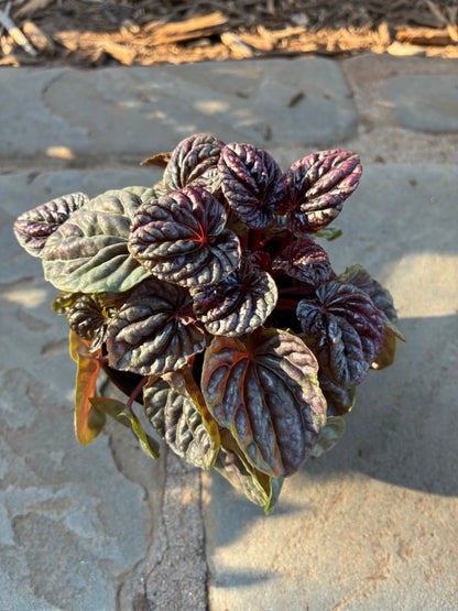 Ripple Red Luna Peperomia