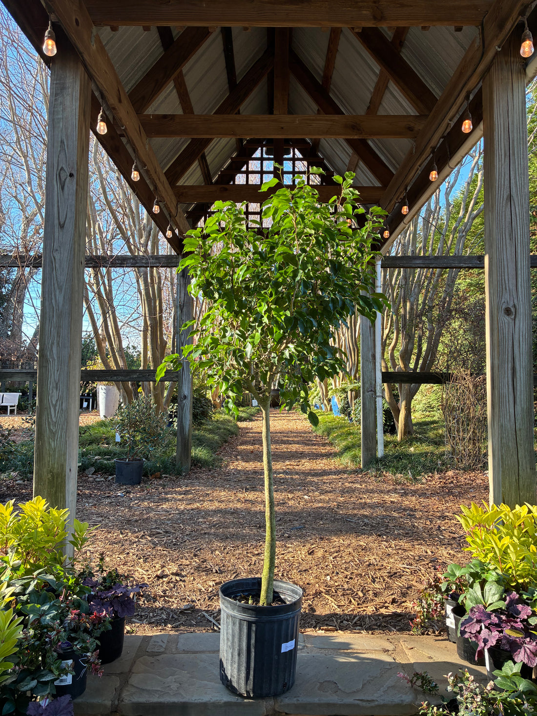 Ficus Benjamina Green (Tree Form)
