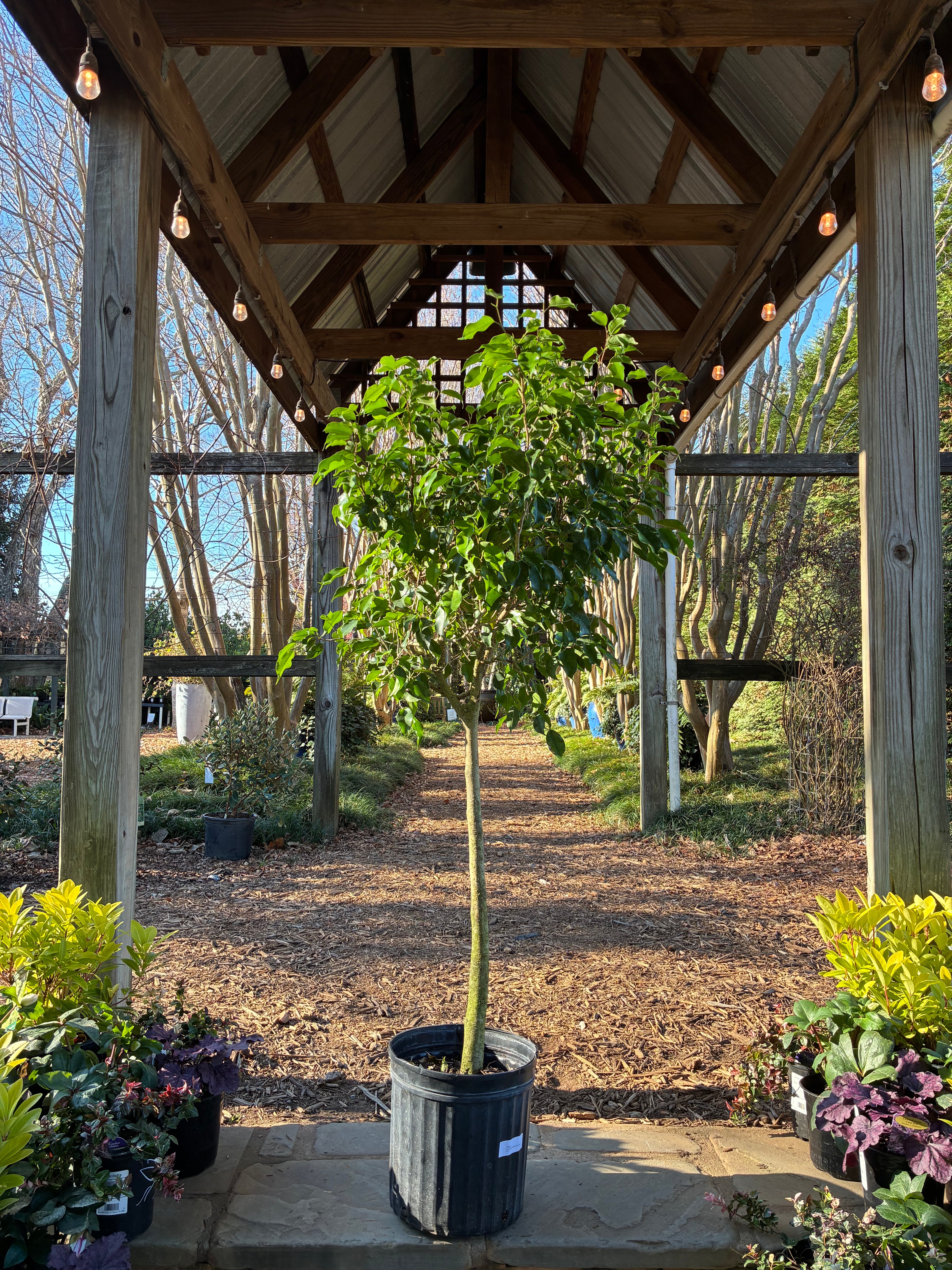 Ficus Benjamina Green (Tree Form)