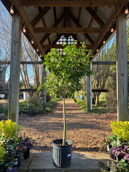 Ficus Benjamina Green (Tree Form)