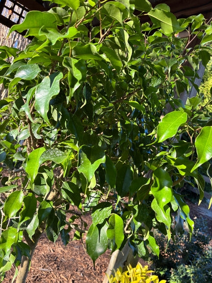 Ficus Benjamina Green (Tree Form)