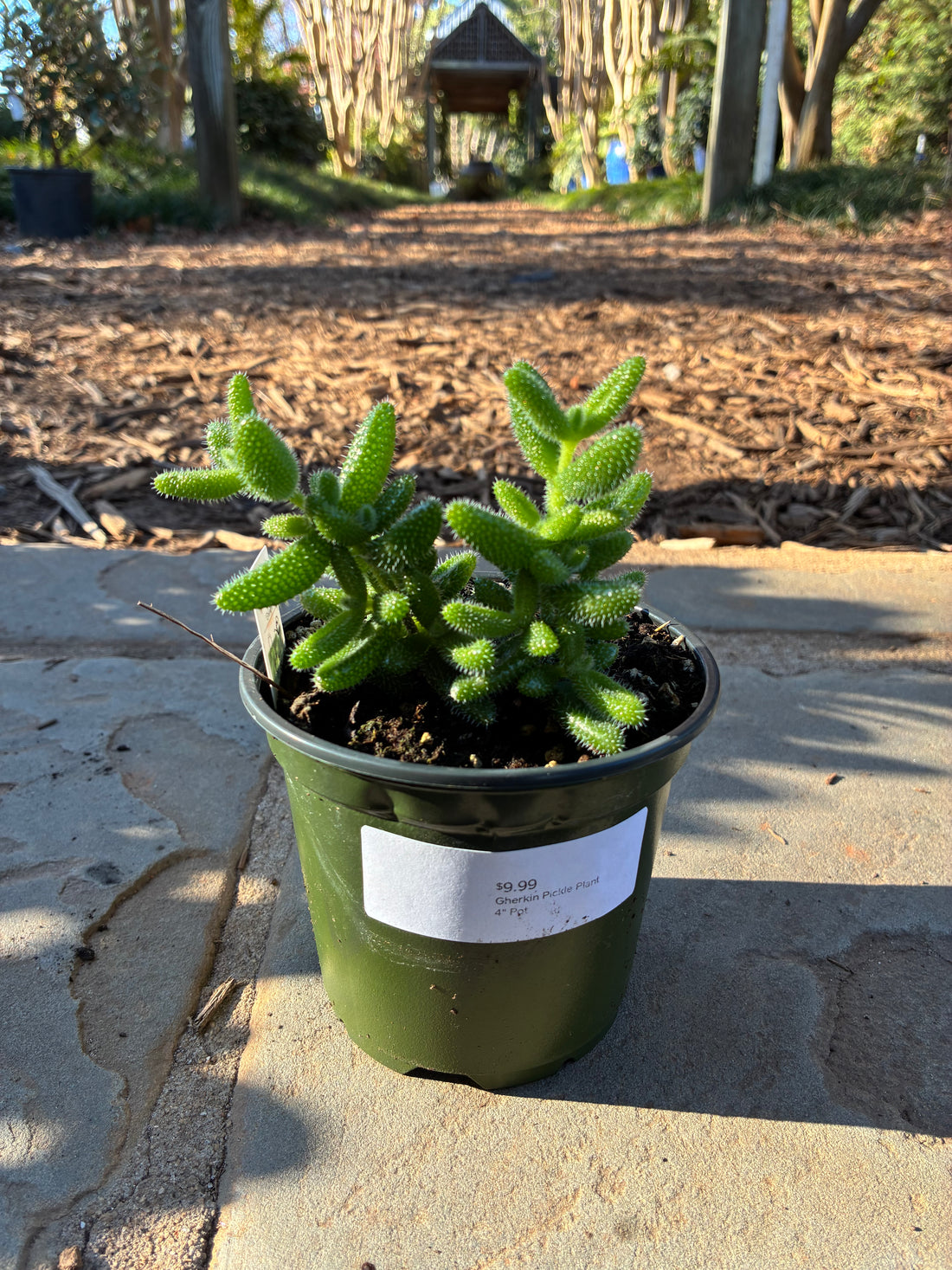 Gherkin Pickle Plant