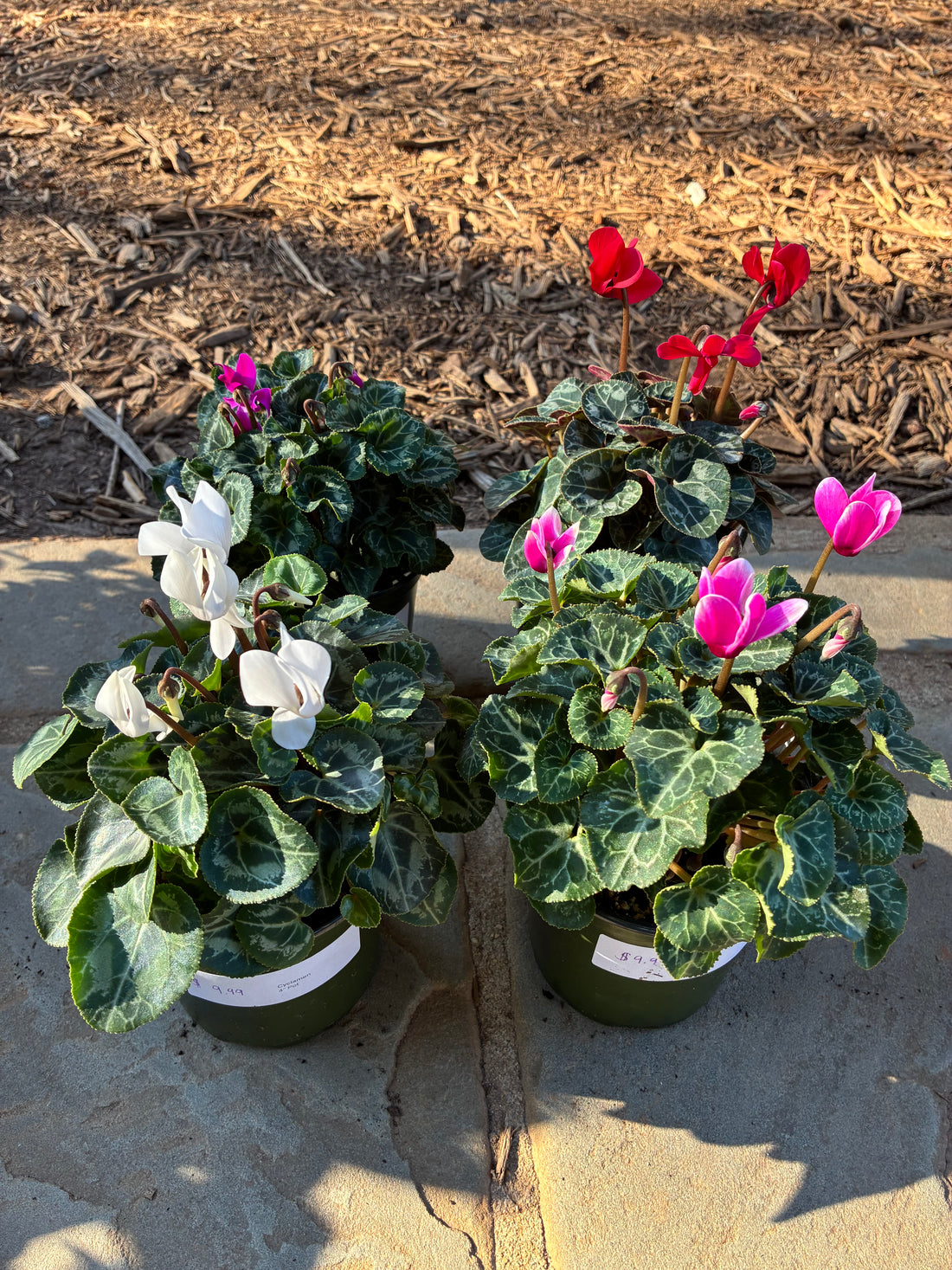 Cyclamen
