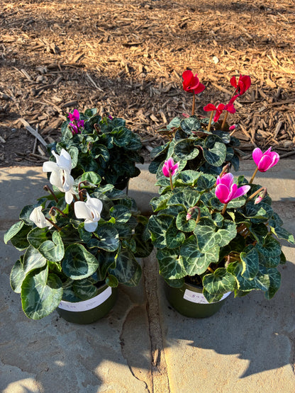 Cyclamen