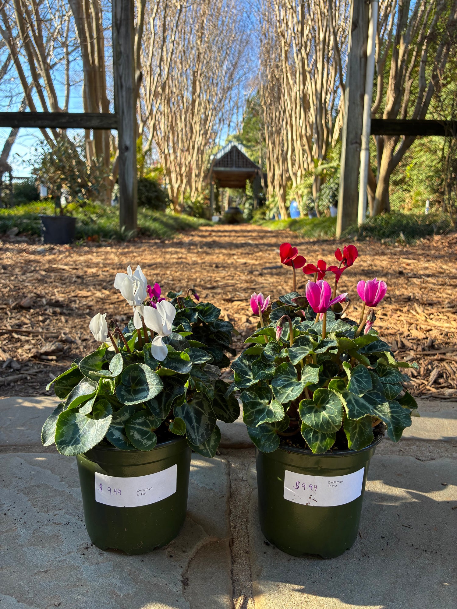 Cyclamen