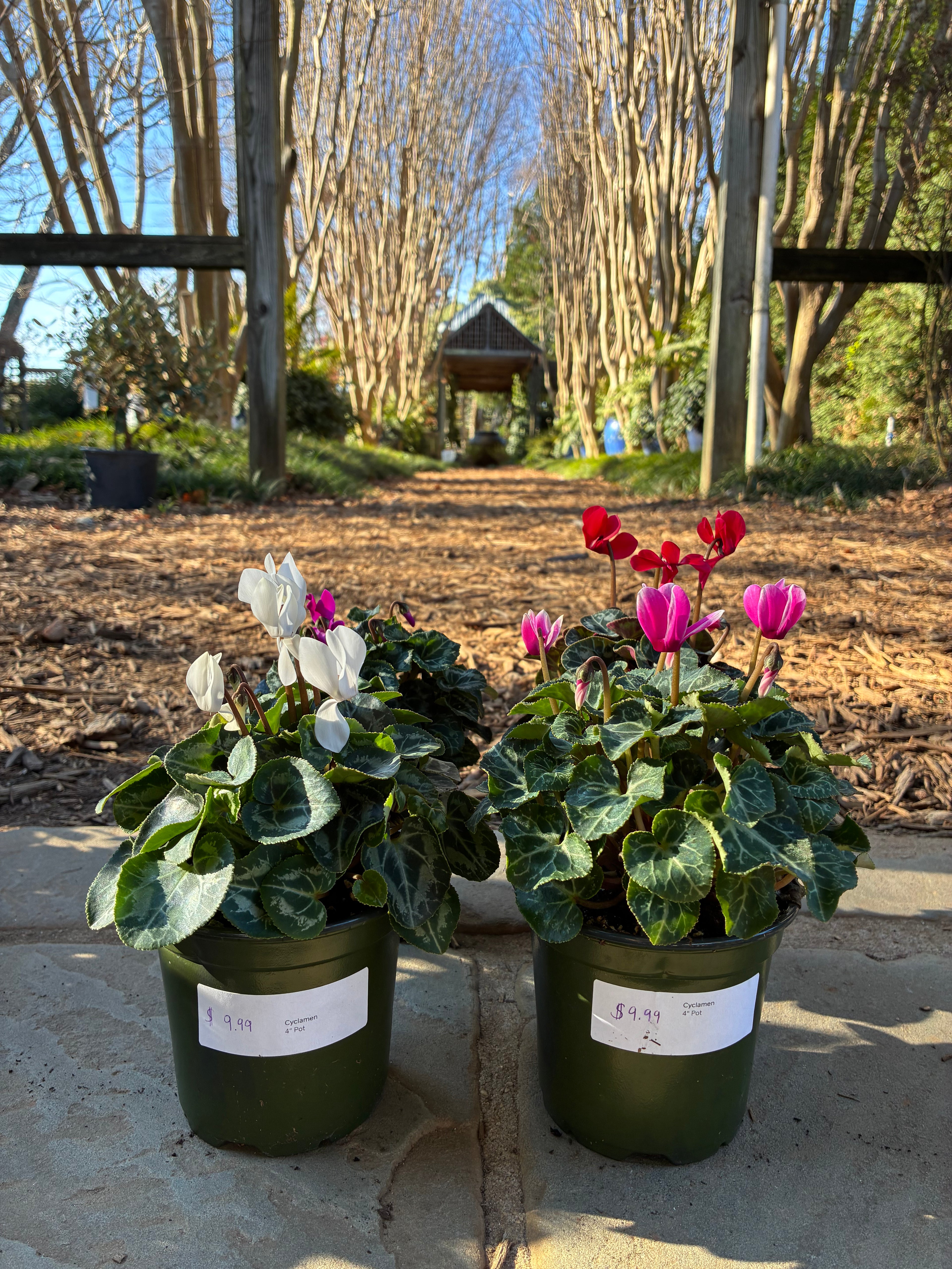 Cyclamen