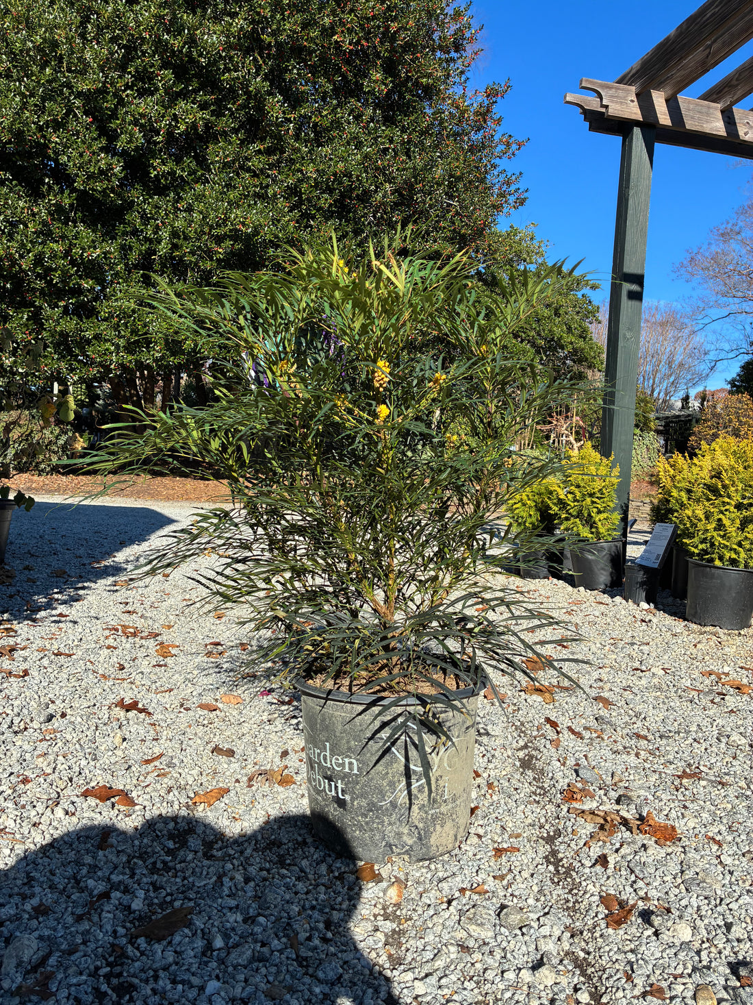 Indigo Flair Mahonia 3 Gal