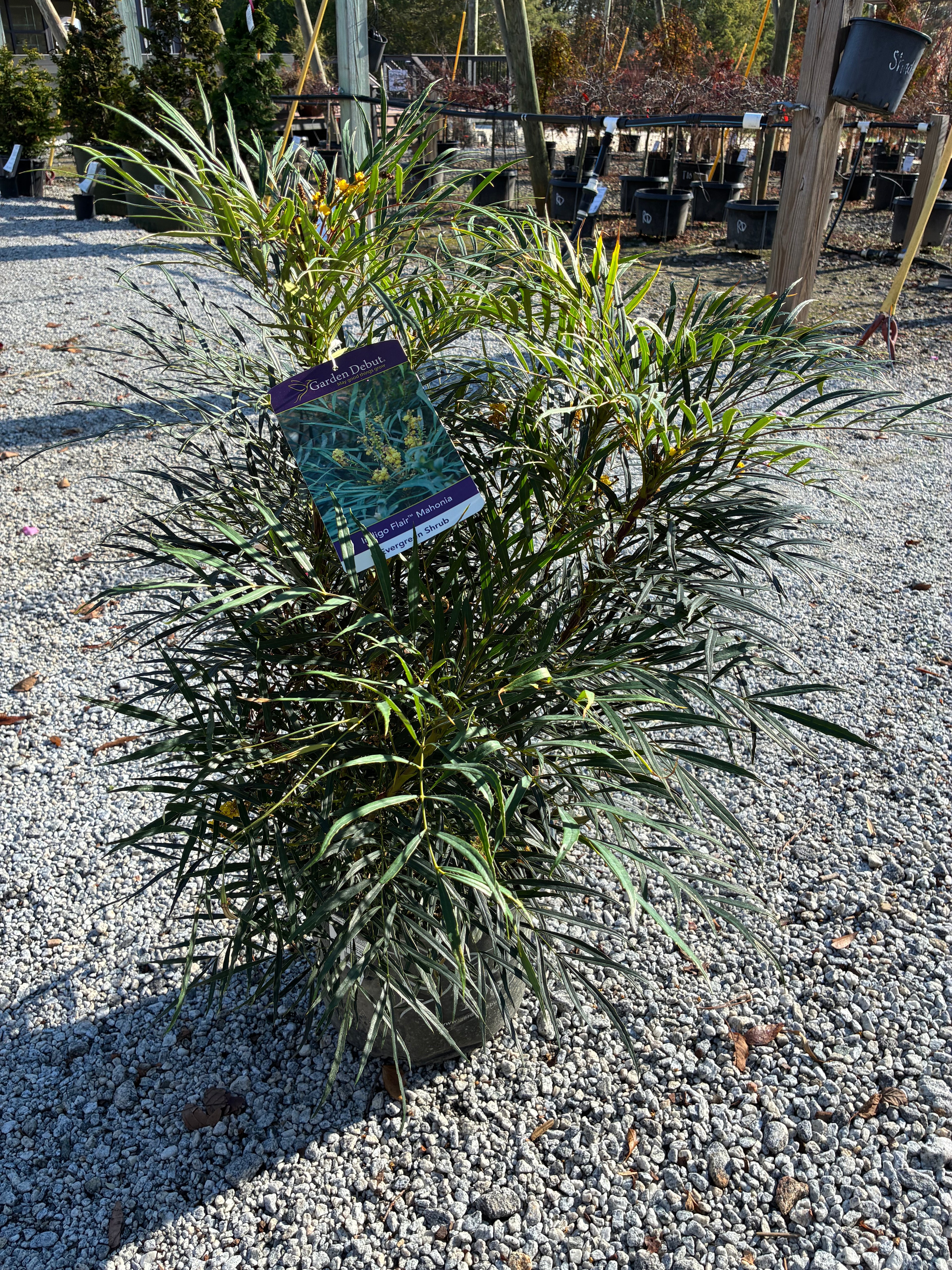 Indigo Flair Mahonia 3 Gal