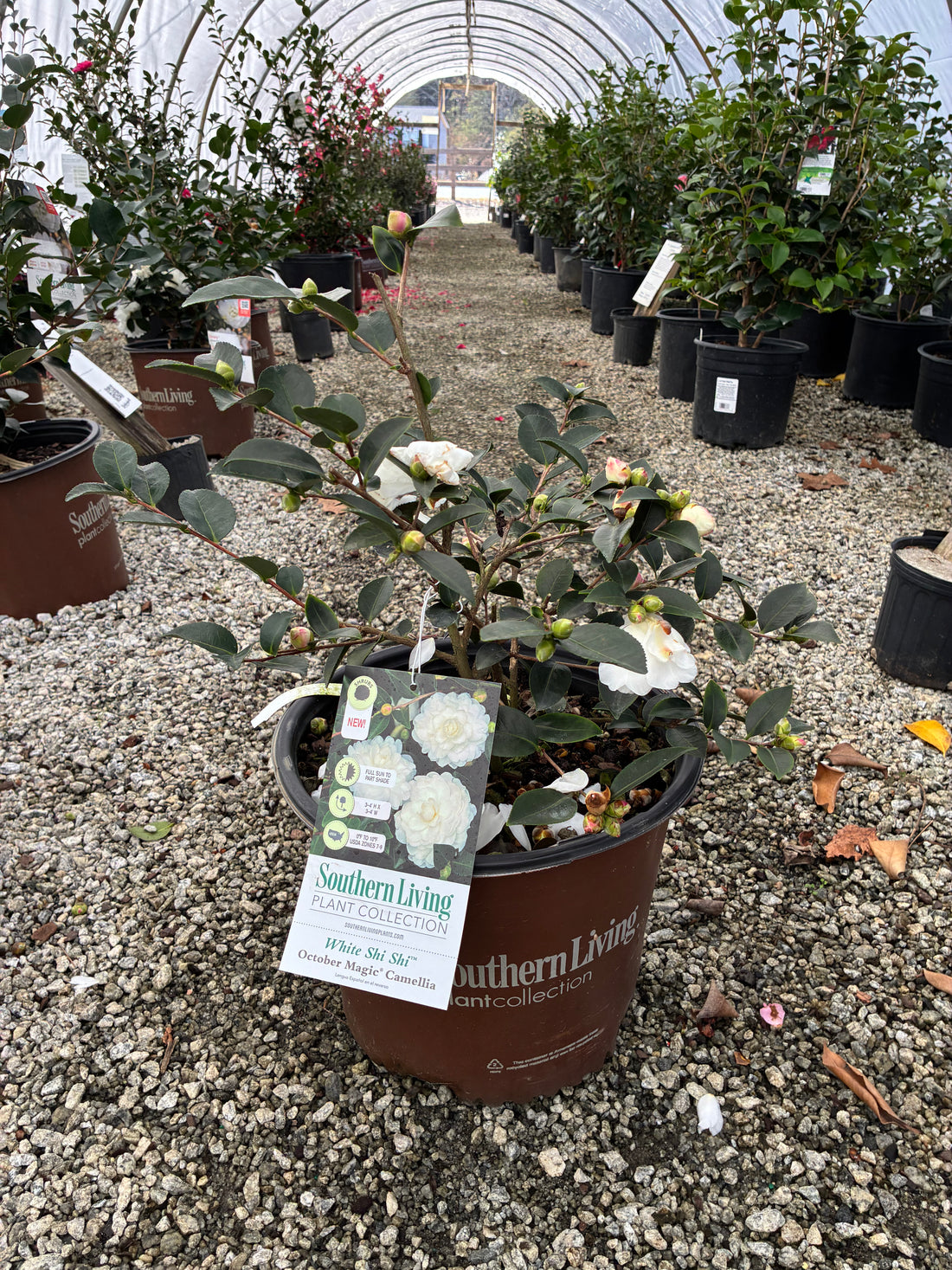 October Magic White Shishi Cam. Sasanqua