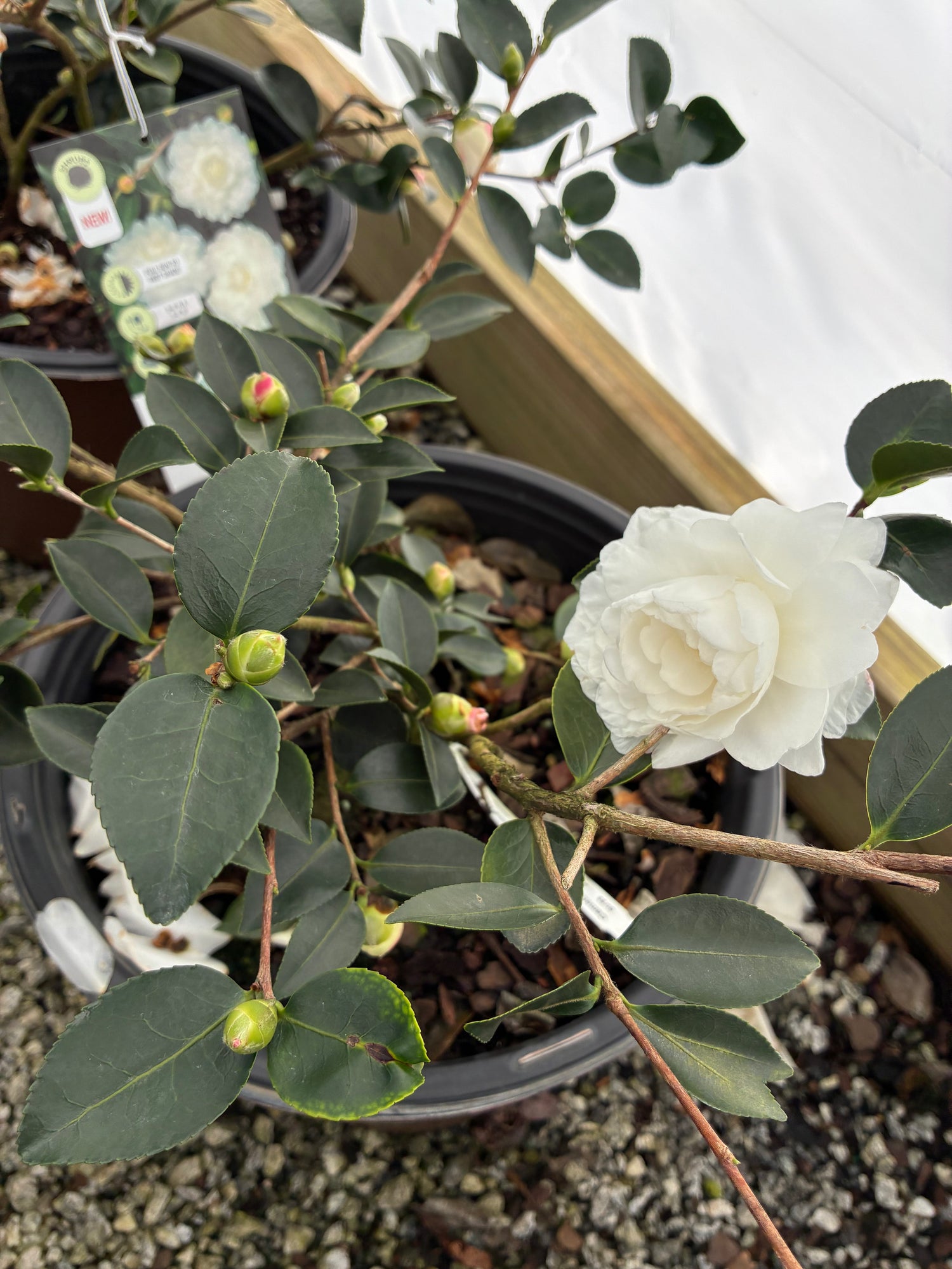 October Magic White Shishi Cam. Sasanqua