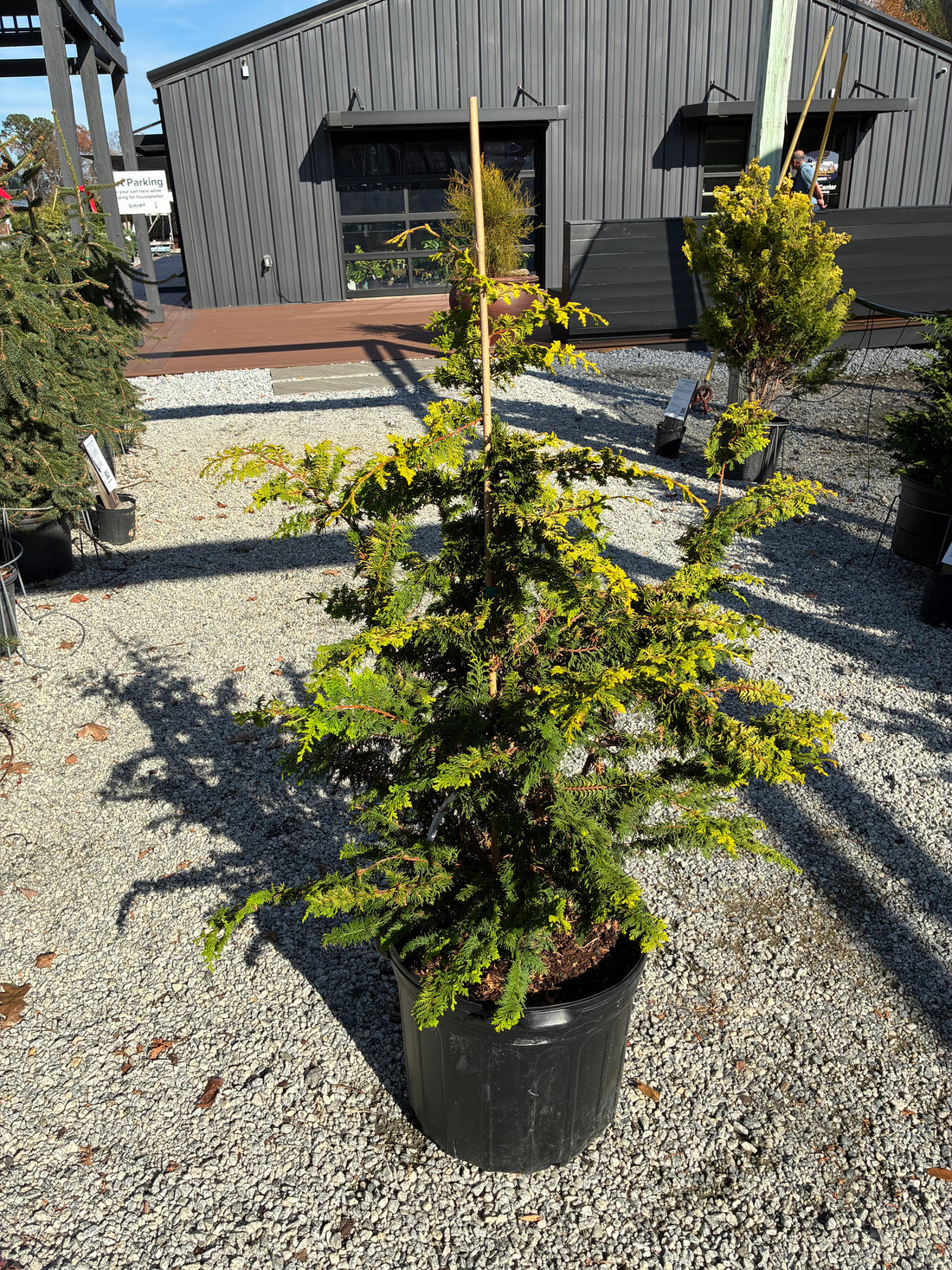 Fernspray Gold Hinoki Cypress