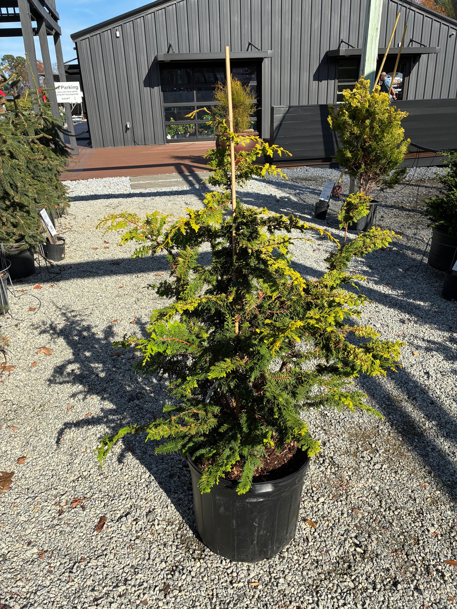 Fernspray Gold Hinoki Cypress