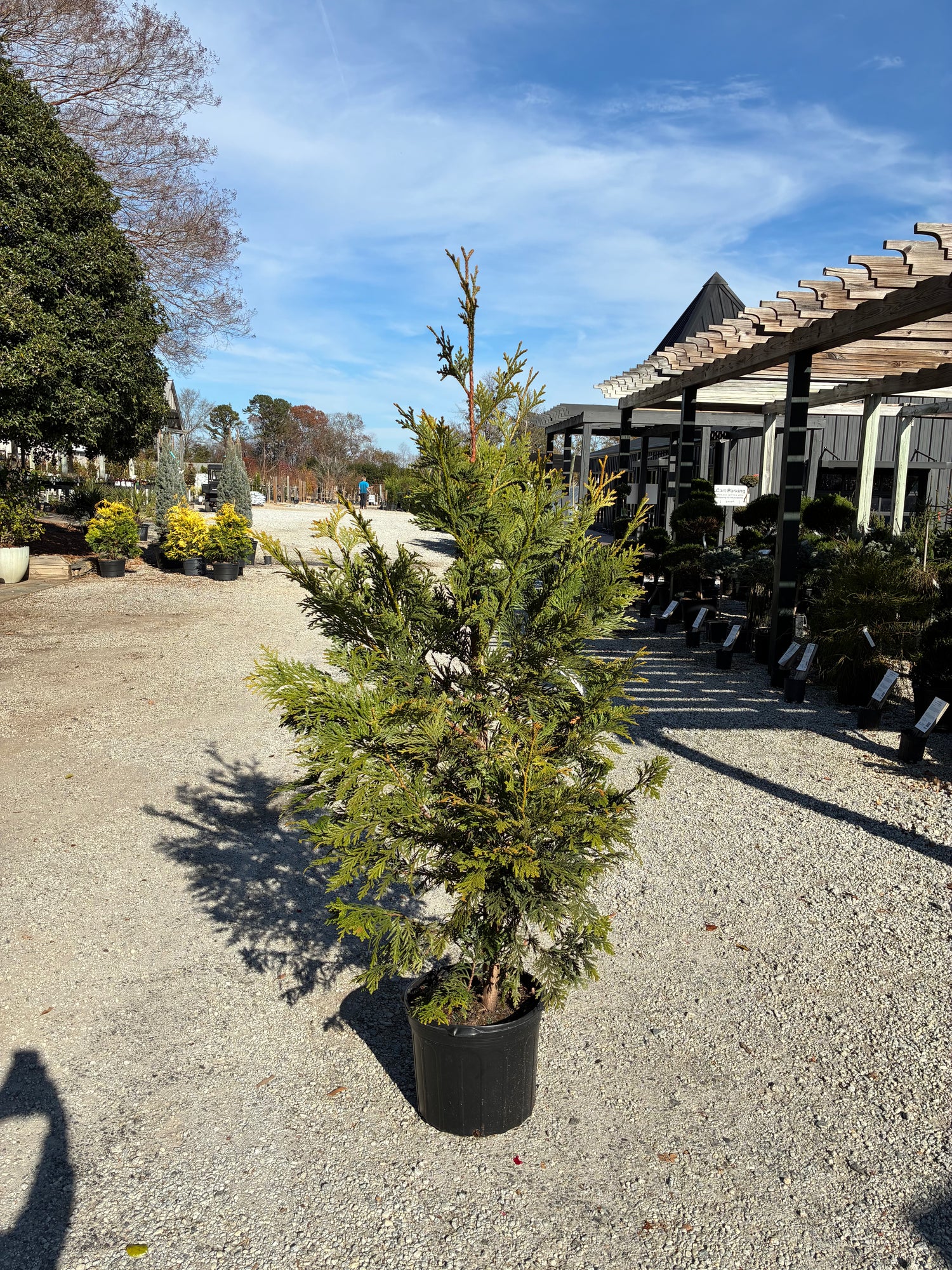 Jurassic Park False Arborvitae