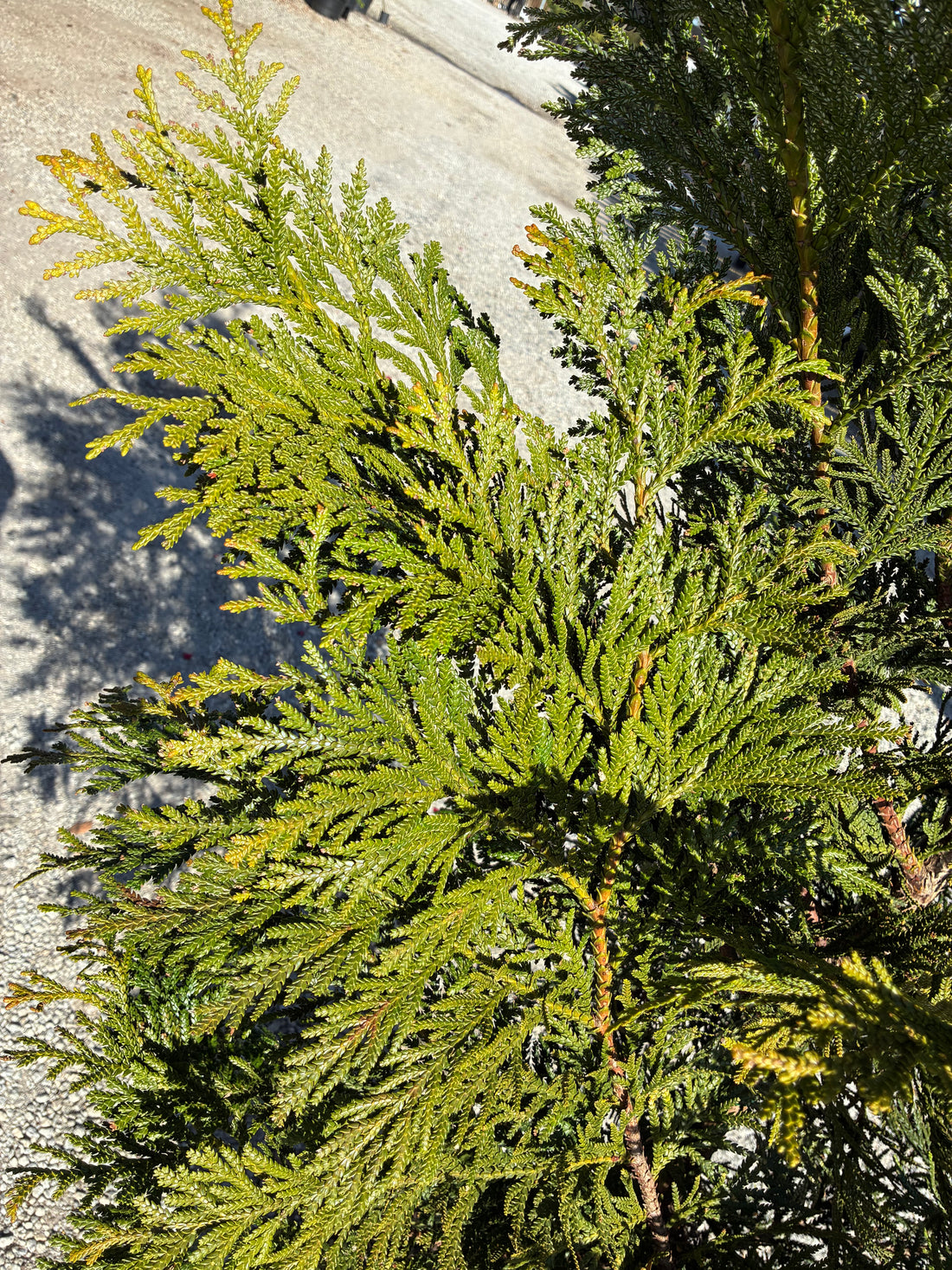 Jurassic Park False Arborvitae