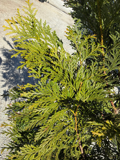 Jurassic Park False Arborvitae