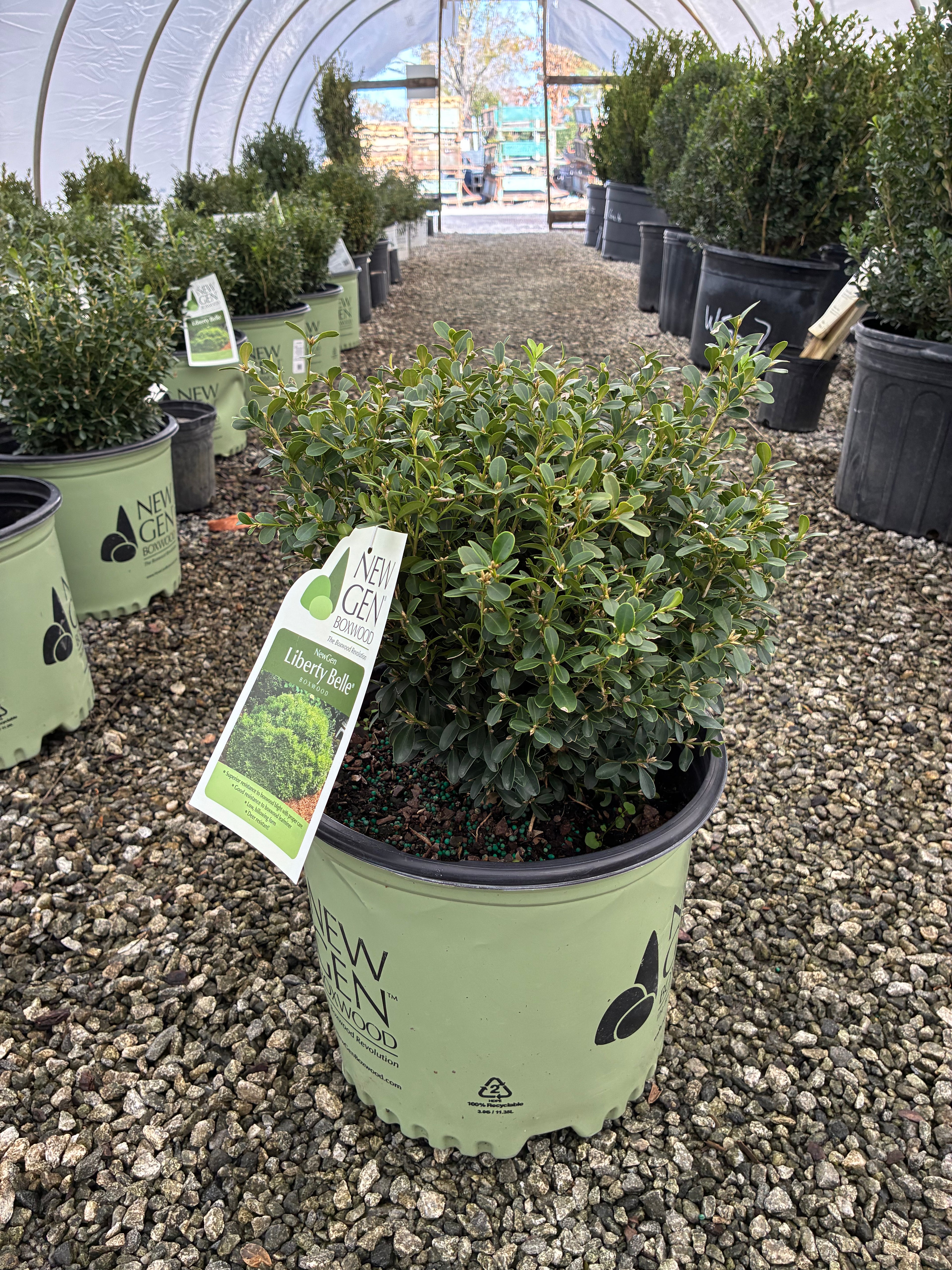 NewGen Liberty Belle Boxwood