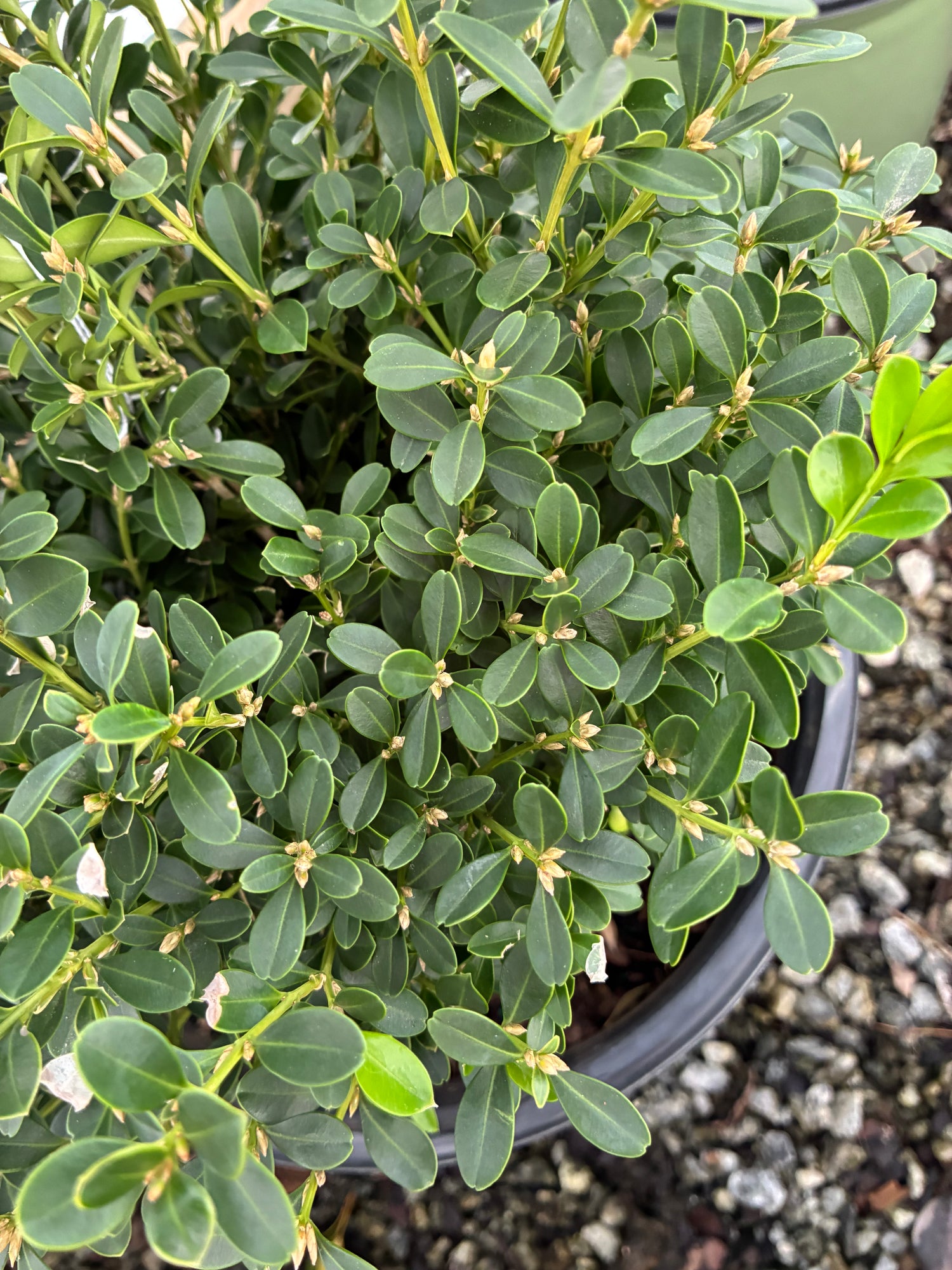 NewGen Liberty Belle Boxwood