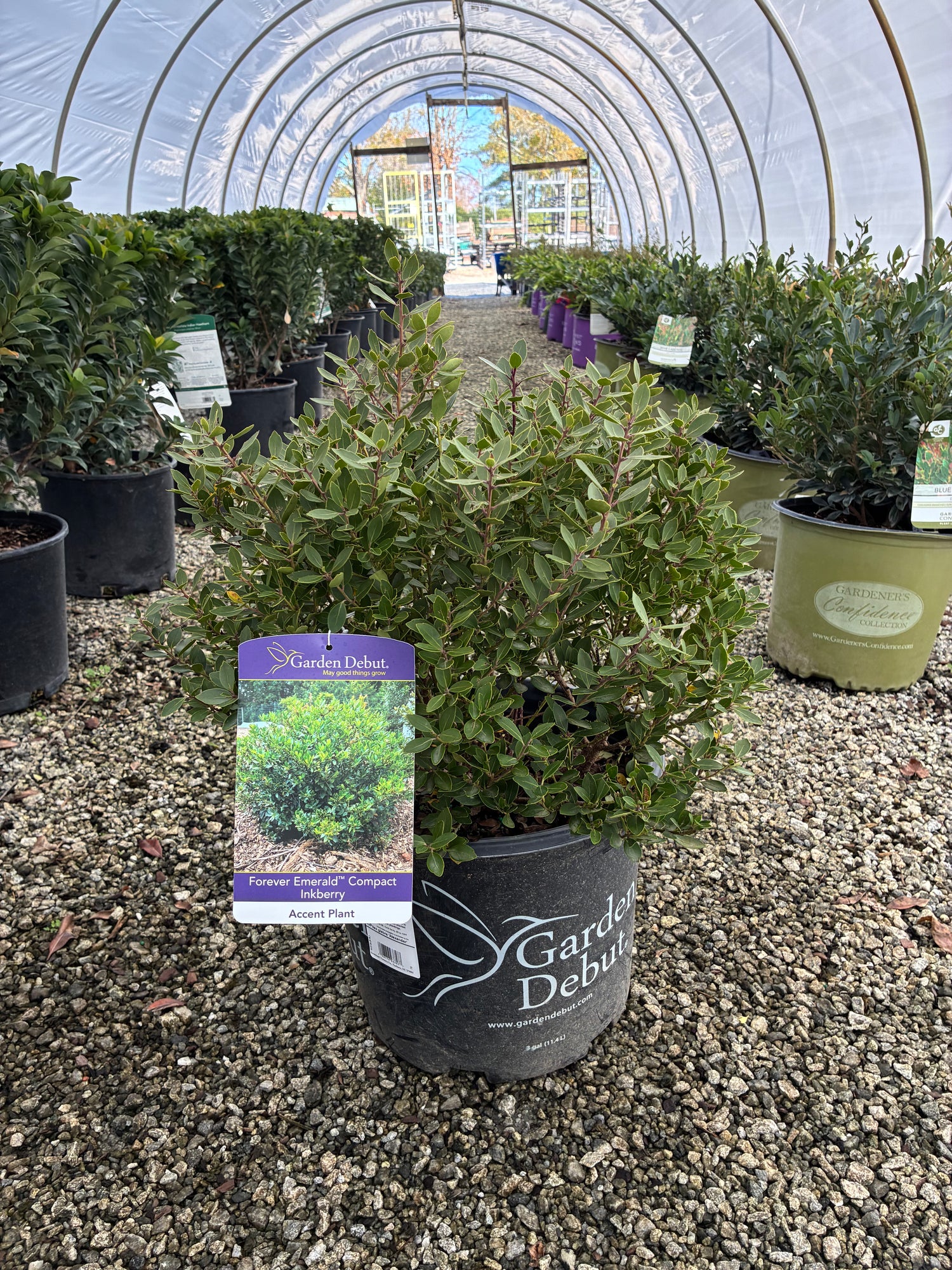 Forever Emerald Inkberry Holly