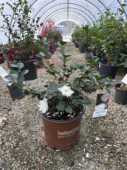 October Magic Ivory Sasanqua