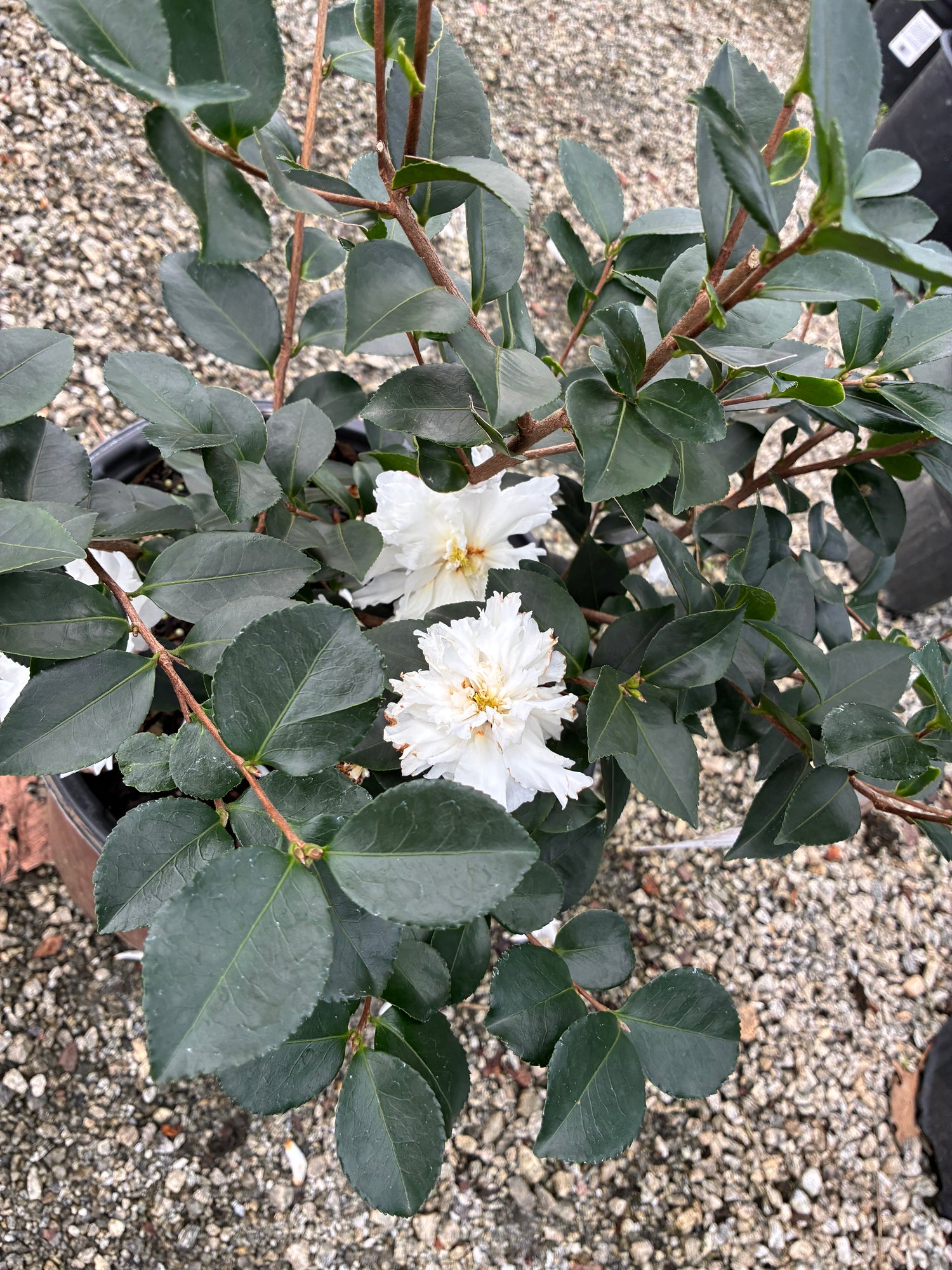 October Magic Ivory Sasanqua