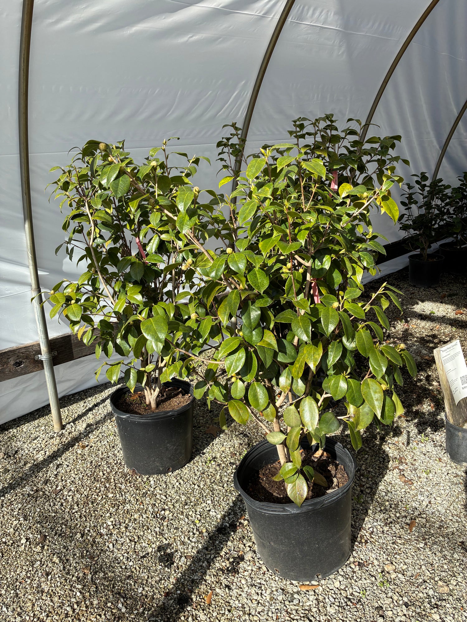 Rosea Plena Camellia