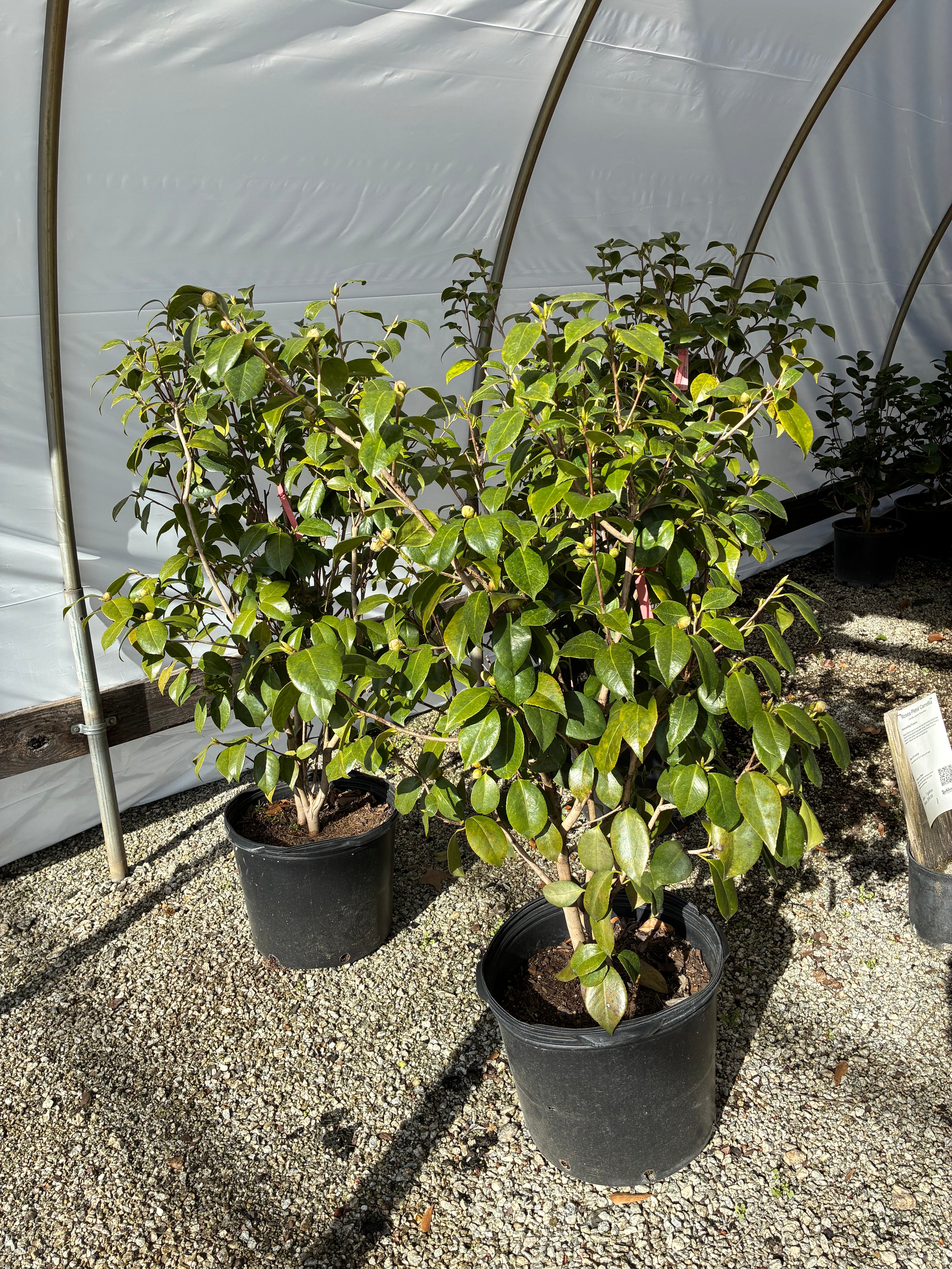 Rosea Plena Camellia