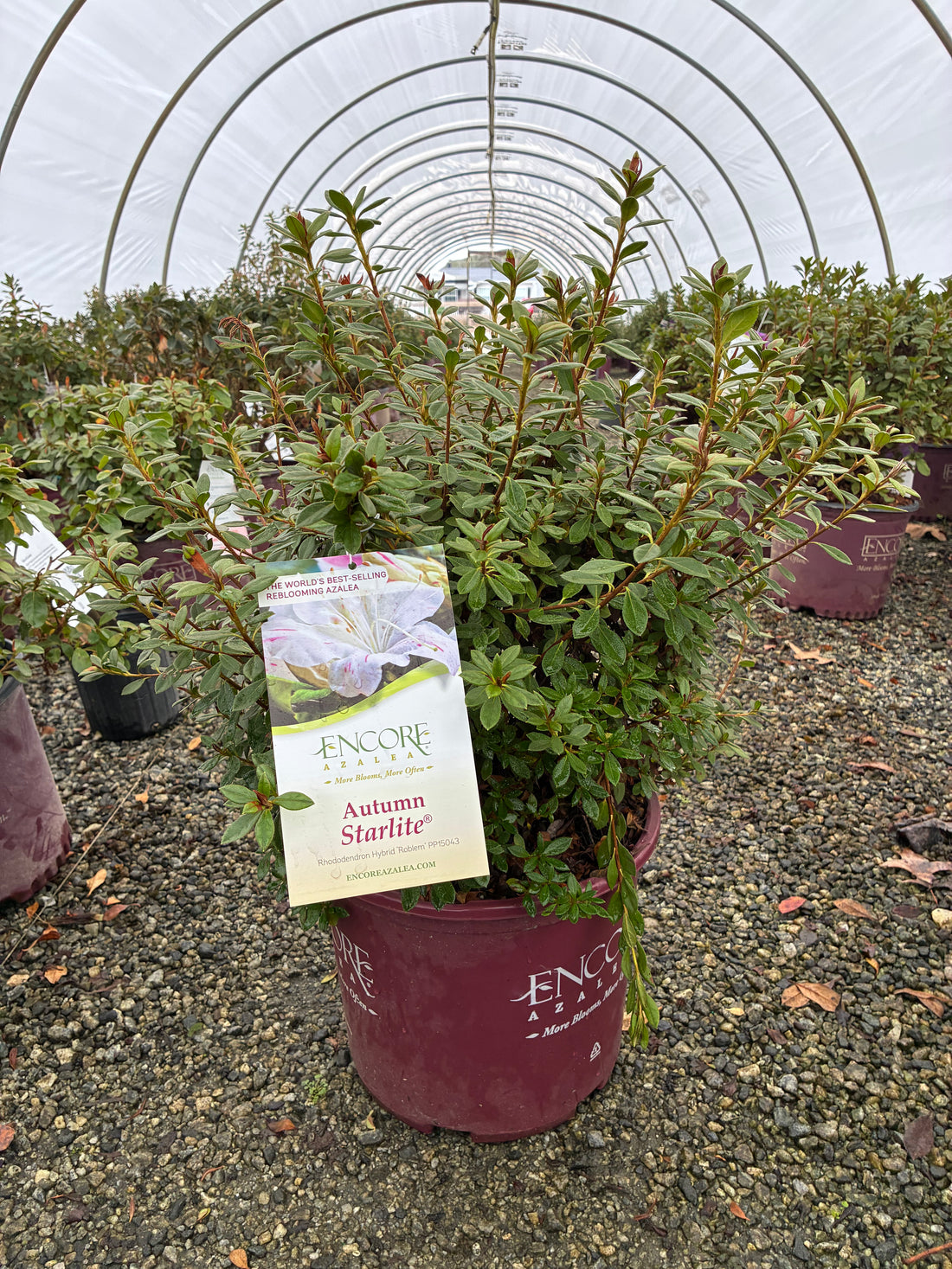 Autumn Starlite Encore Azalea