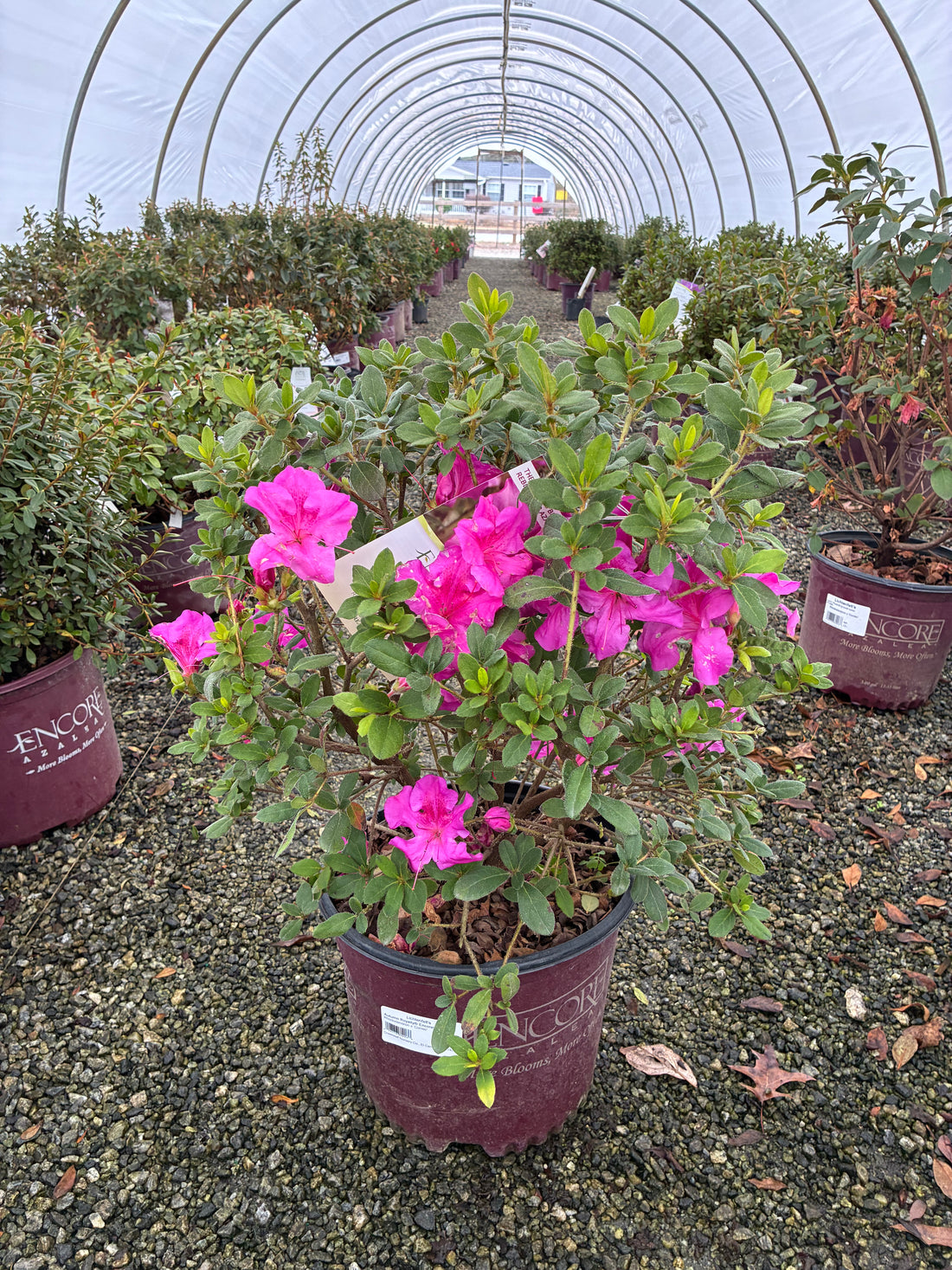 Autumn Royalty Encore Azalea