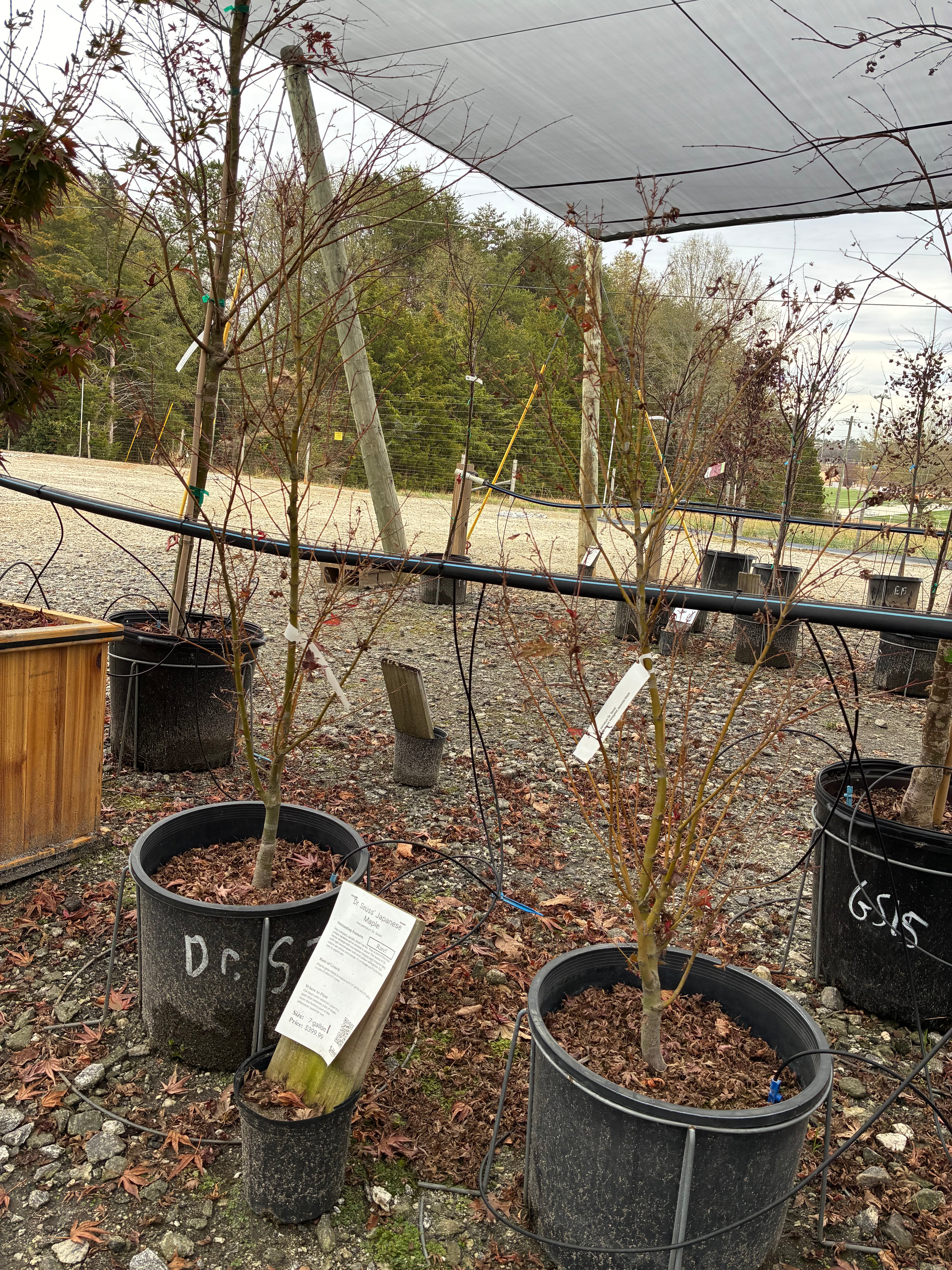 Dr. Seuss Japanese Maple