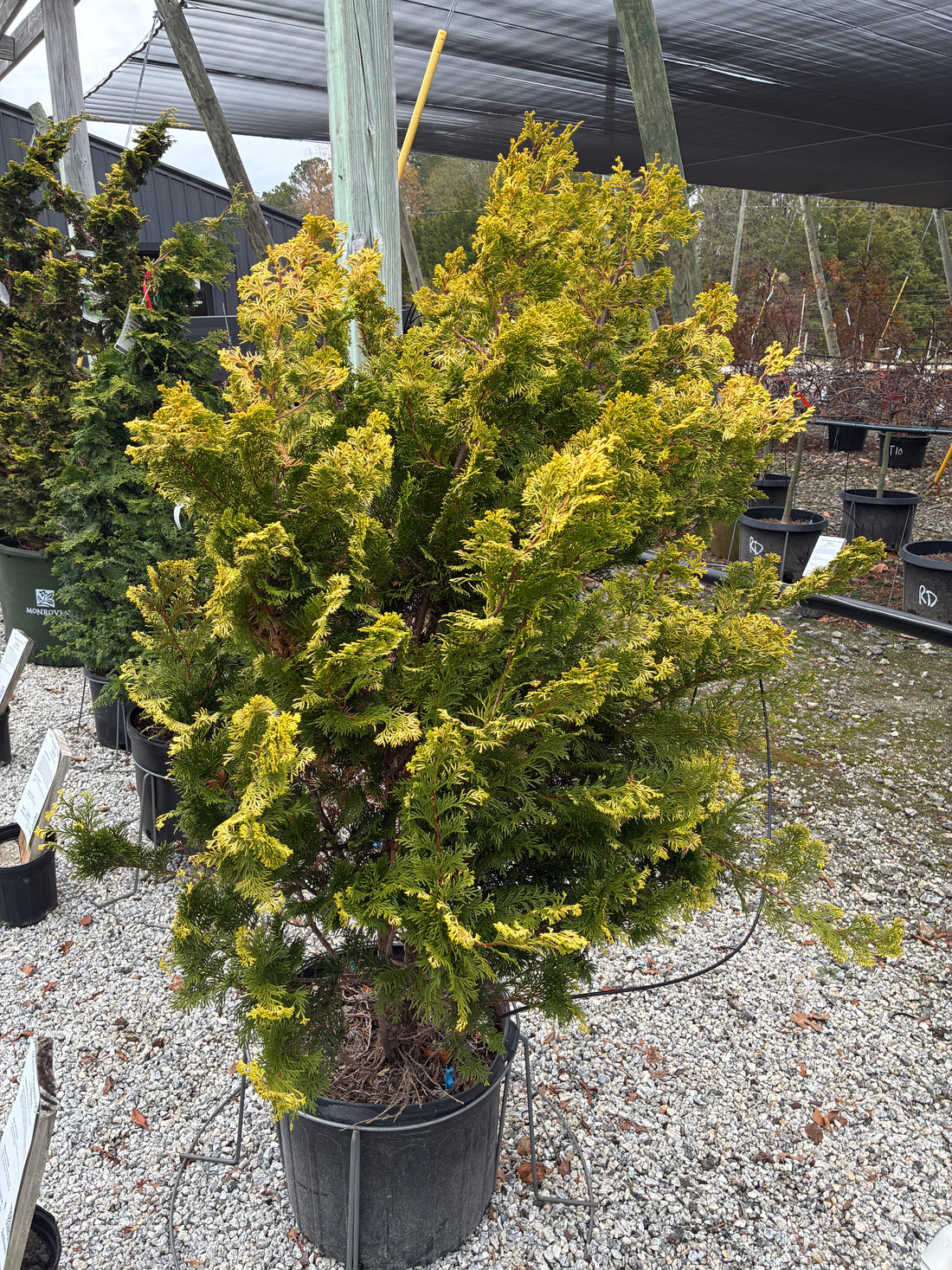 Lutea Compacta Hinoki Cypress