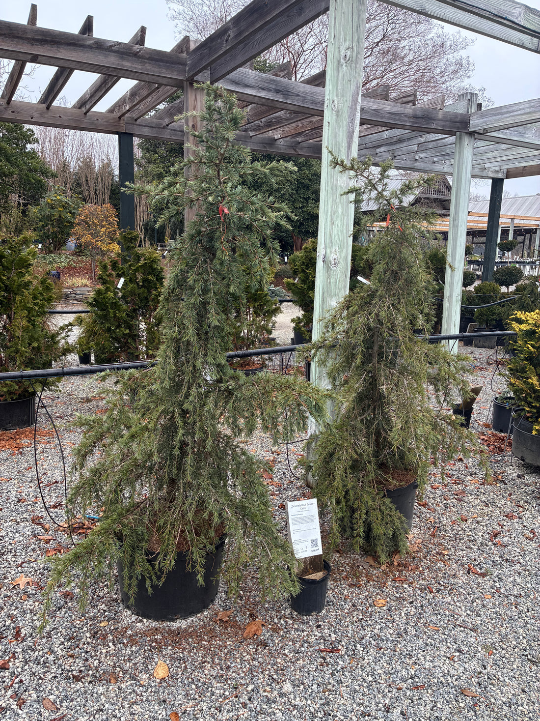 Devinely Blue Deodar Cedar 3-4&