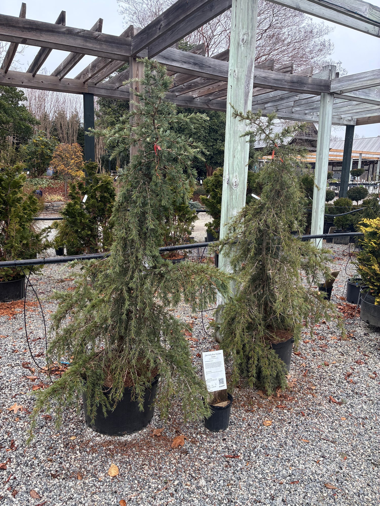 Devinely Blue Deodar Cedar 3-4&