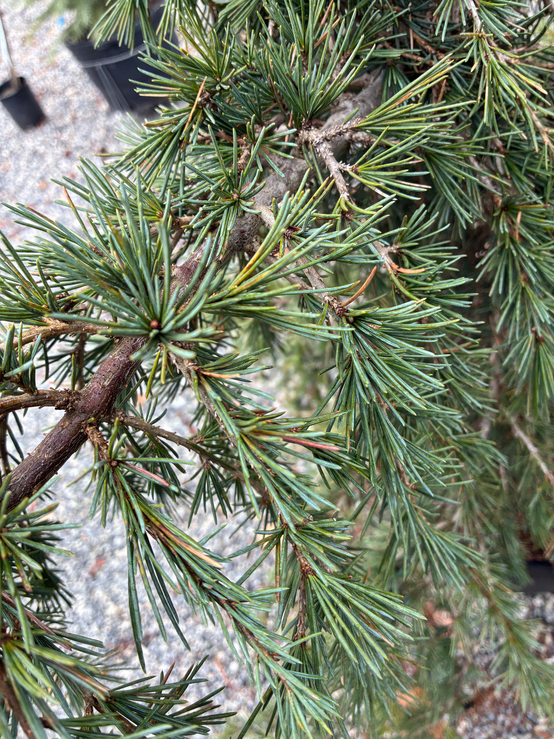 Devinely Blue Deodar Cedar 3-4&