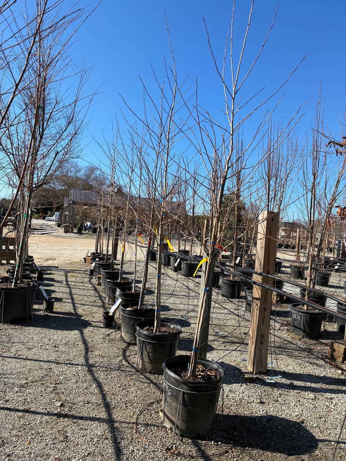 Wildfire Blackgum