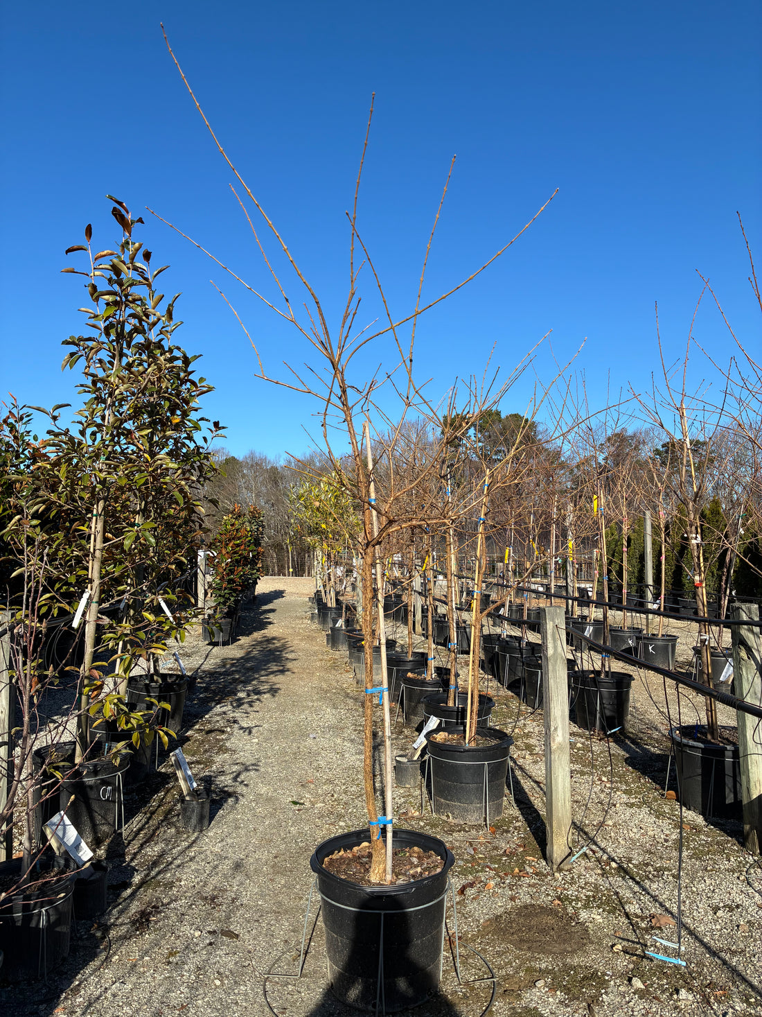 China Snow Fringetree