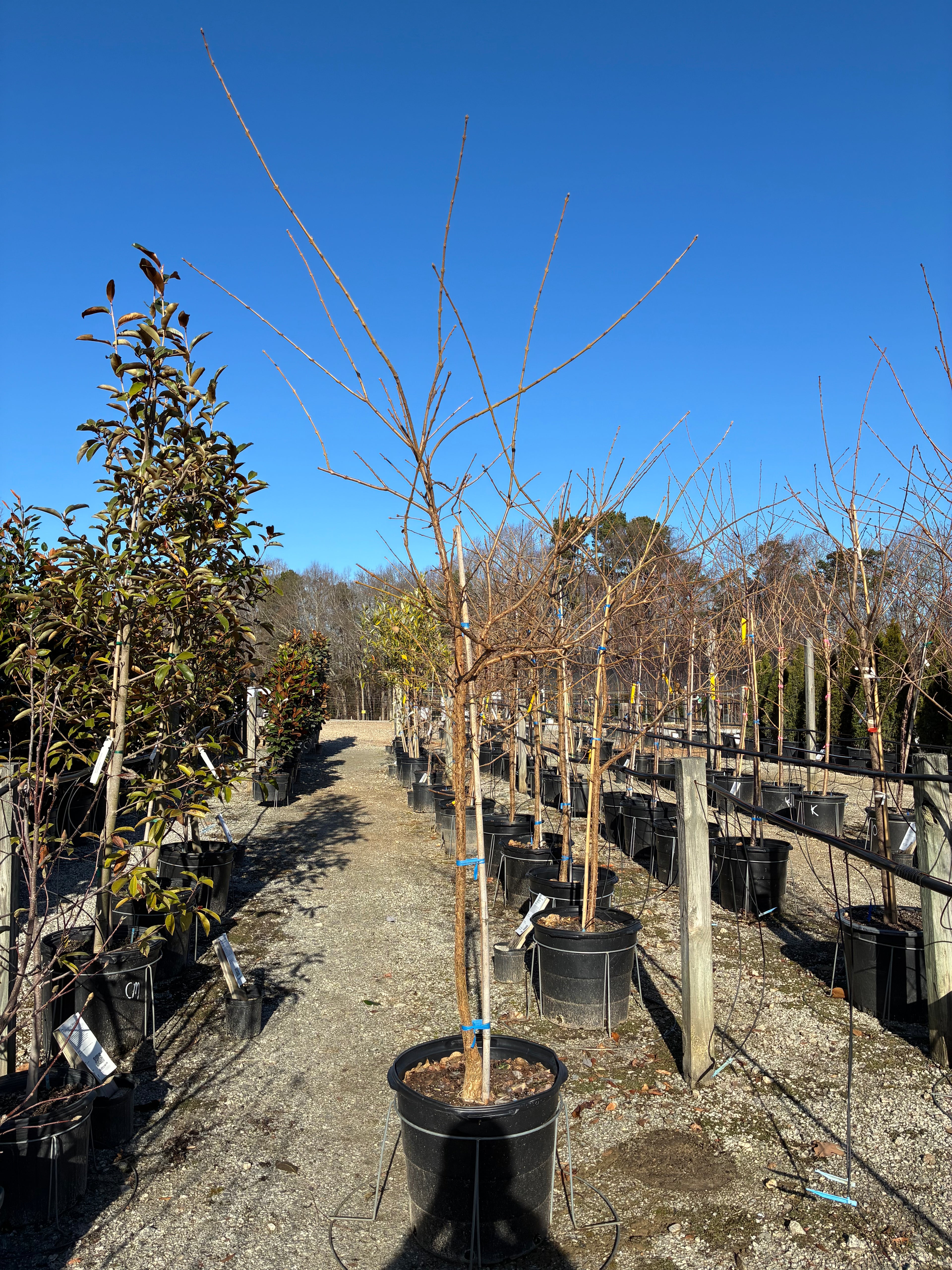 China Snow Fringetree