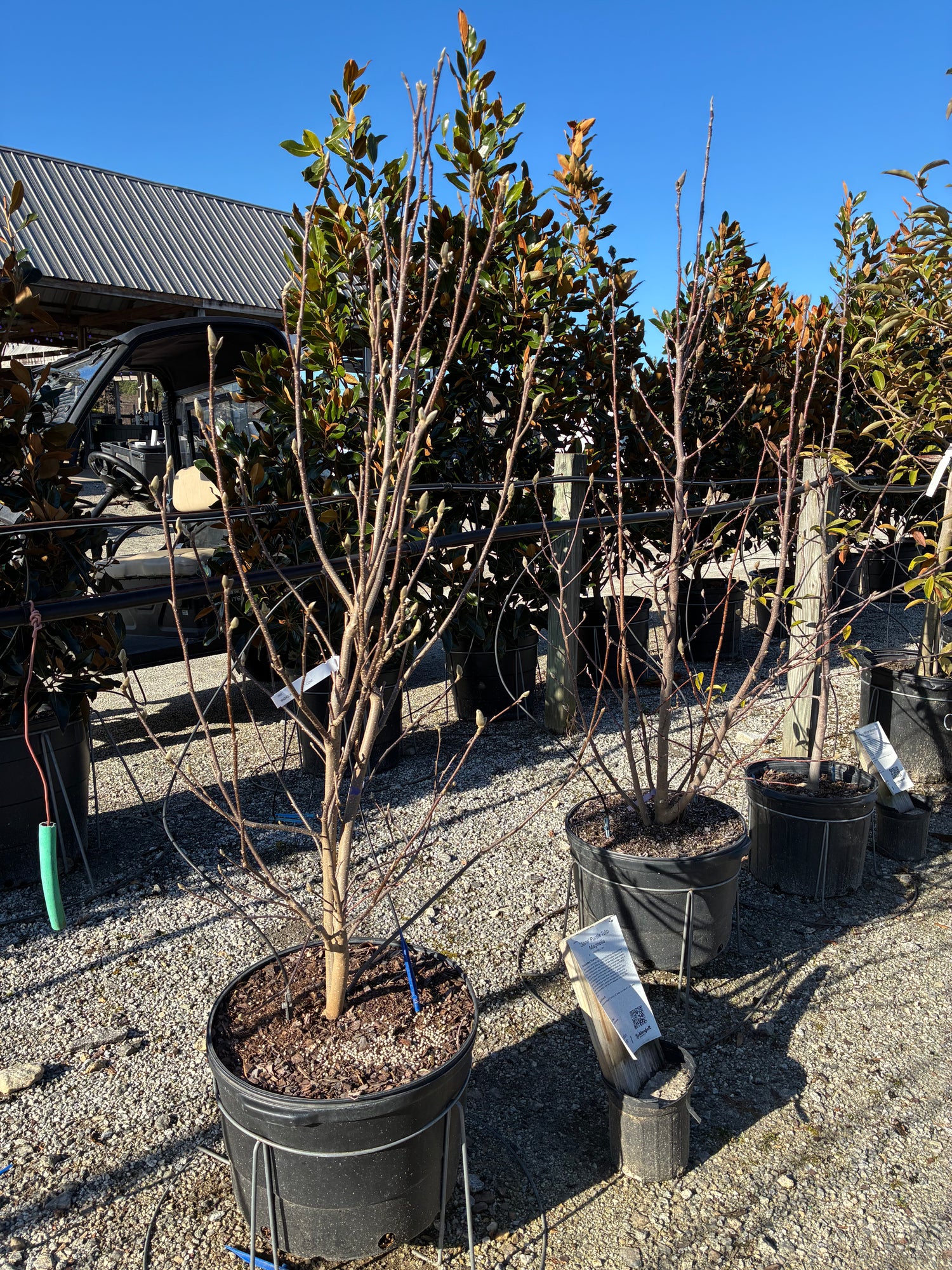 magnolia pot plant Jane Magnolia – Lichtenfelt's