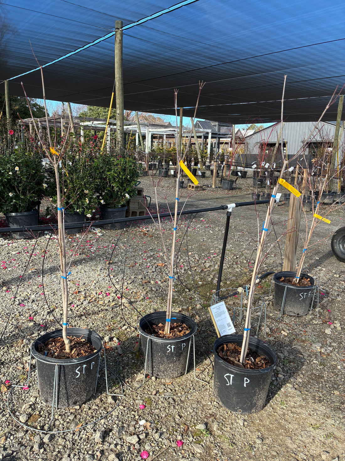 Stellar Pink Dogwood