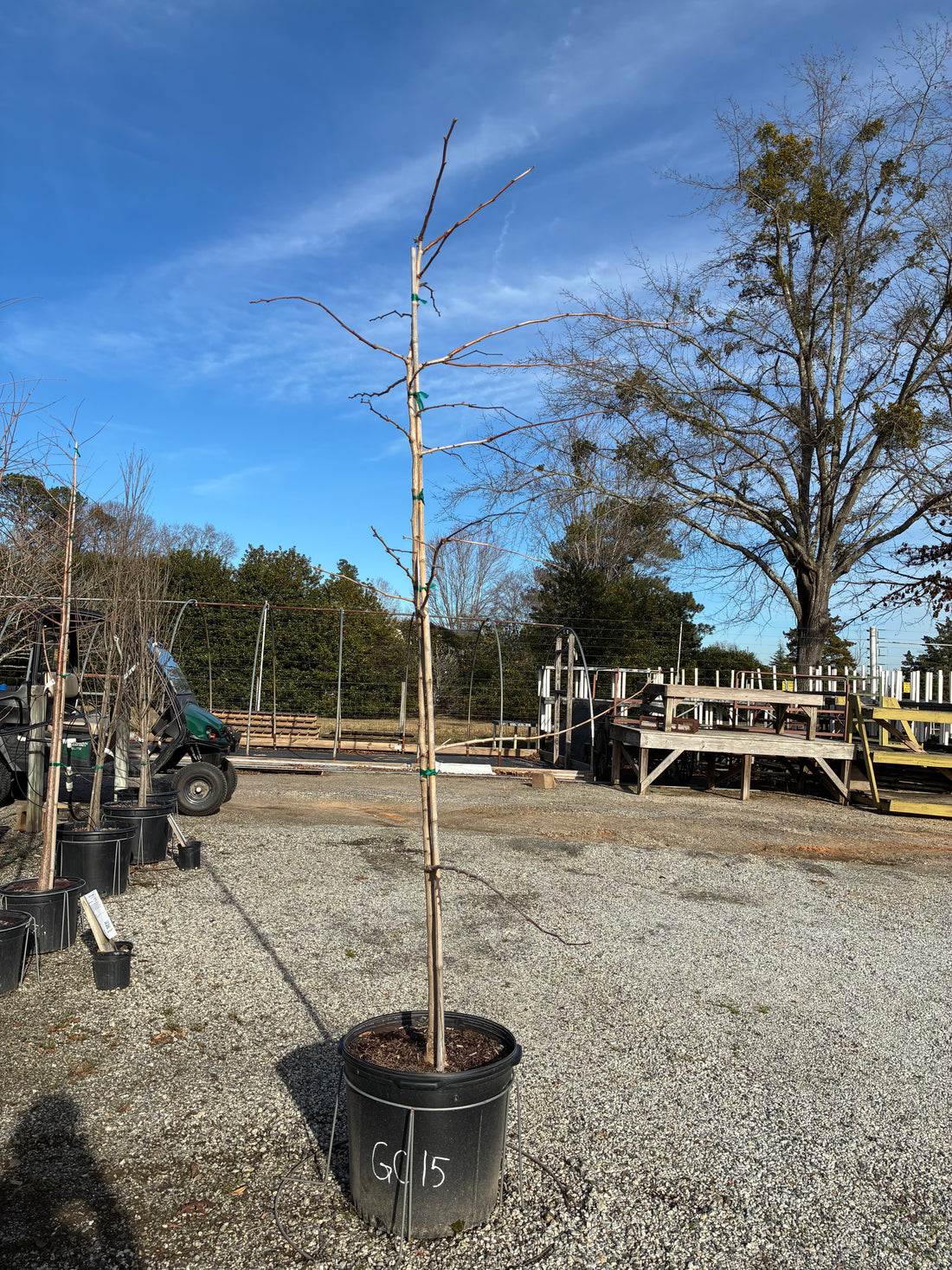 Golden Colonnade Ginkgo