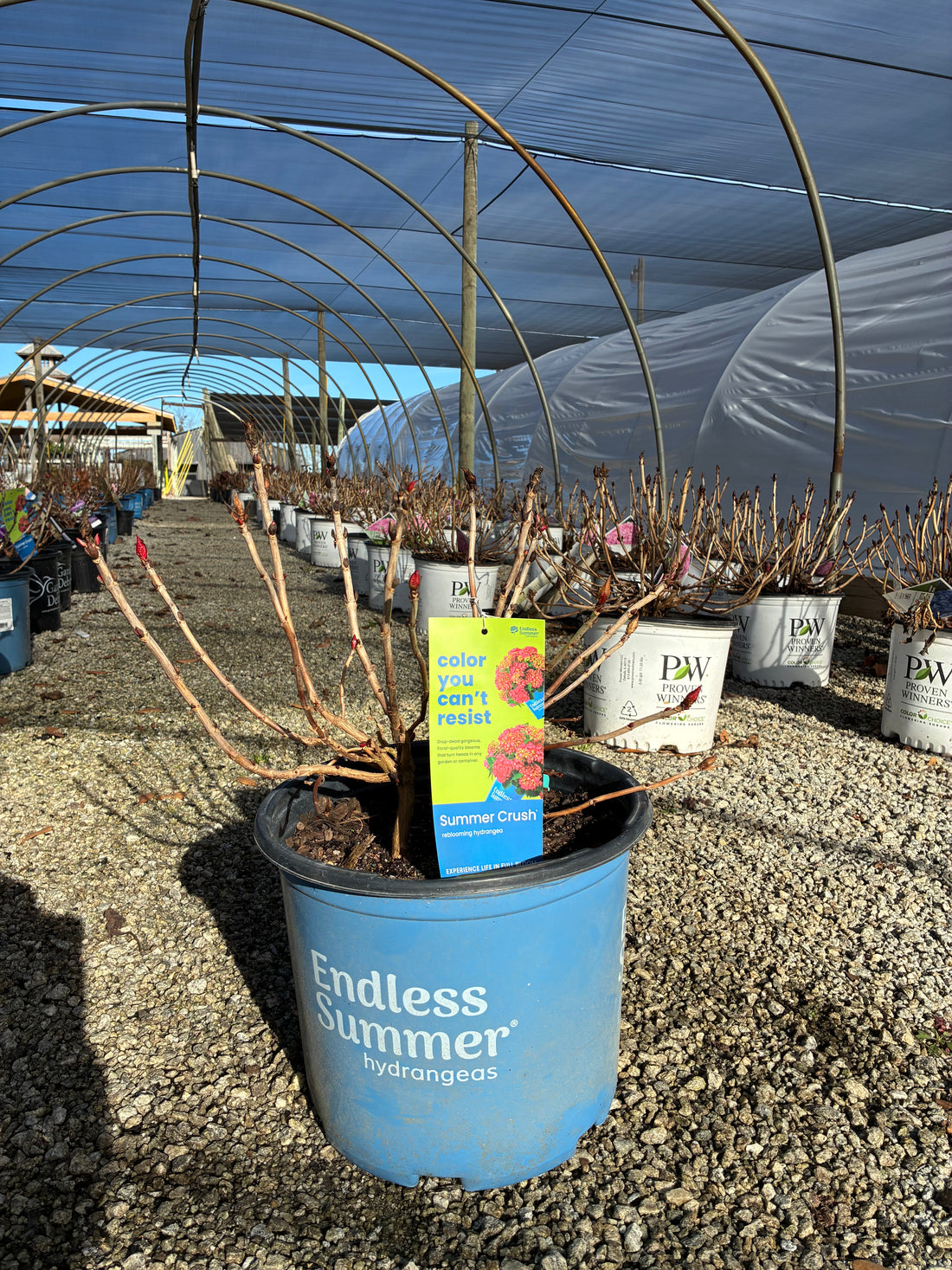 Summer Crush Hydrangea
