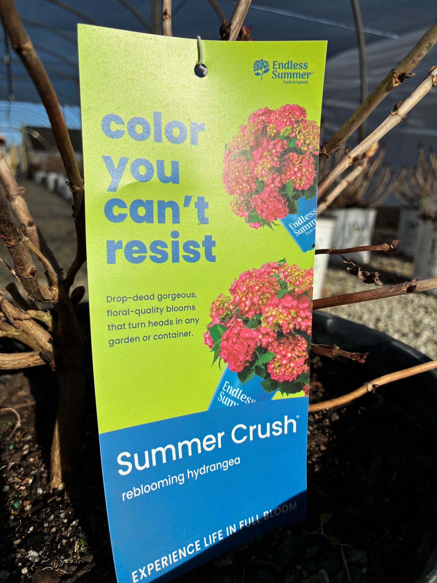 Summer Crush Hydrangea