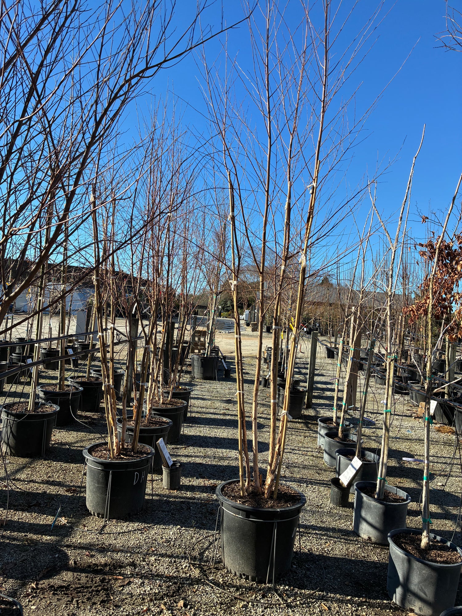 Dura-Heat River Birch