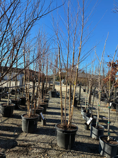 Dura-Heat River Birch