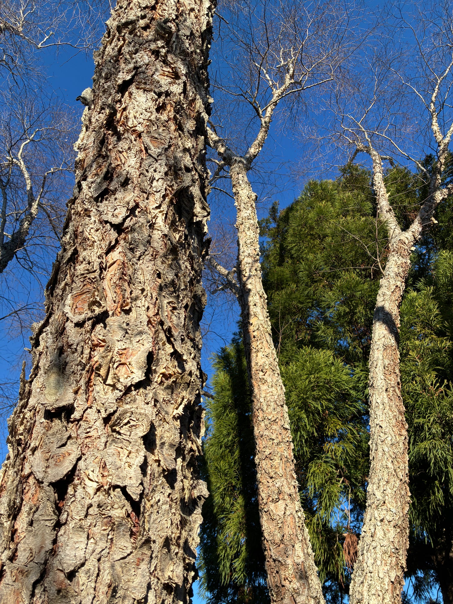 Dura-Heat River Birch