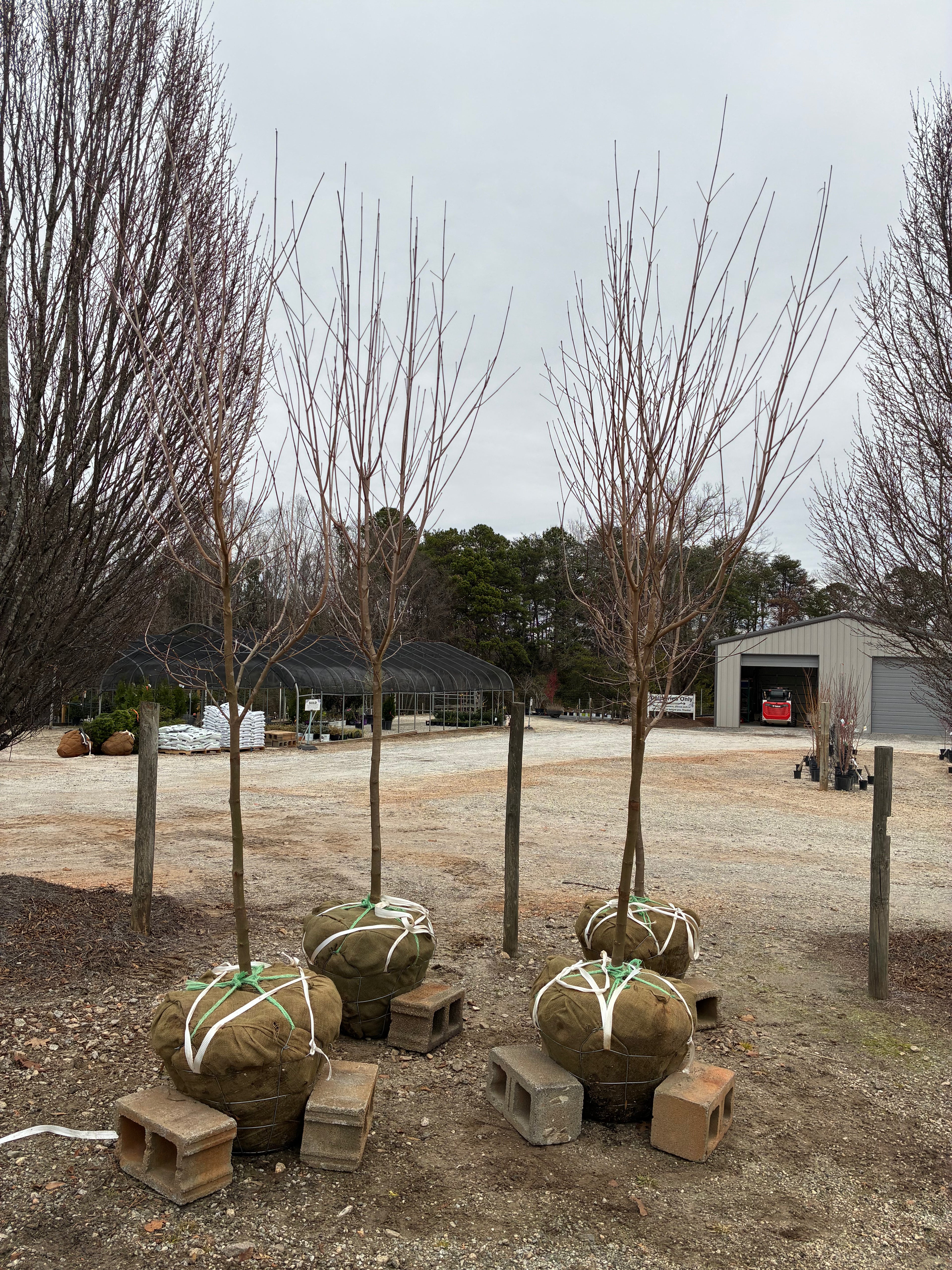 Aurora Kousa Dogwood